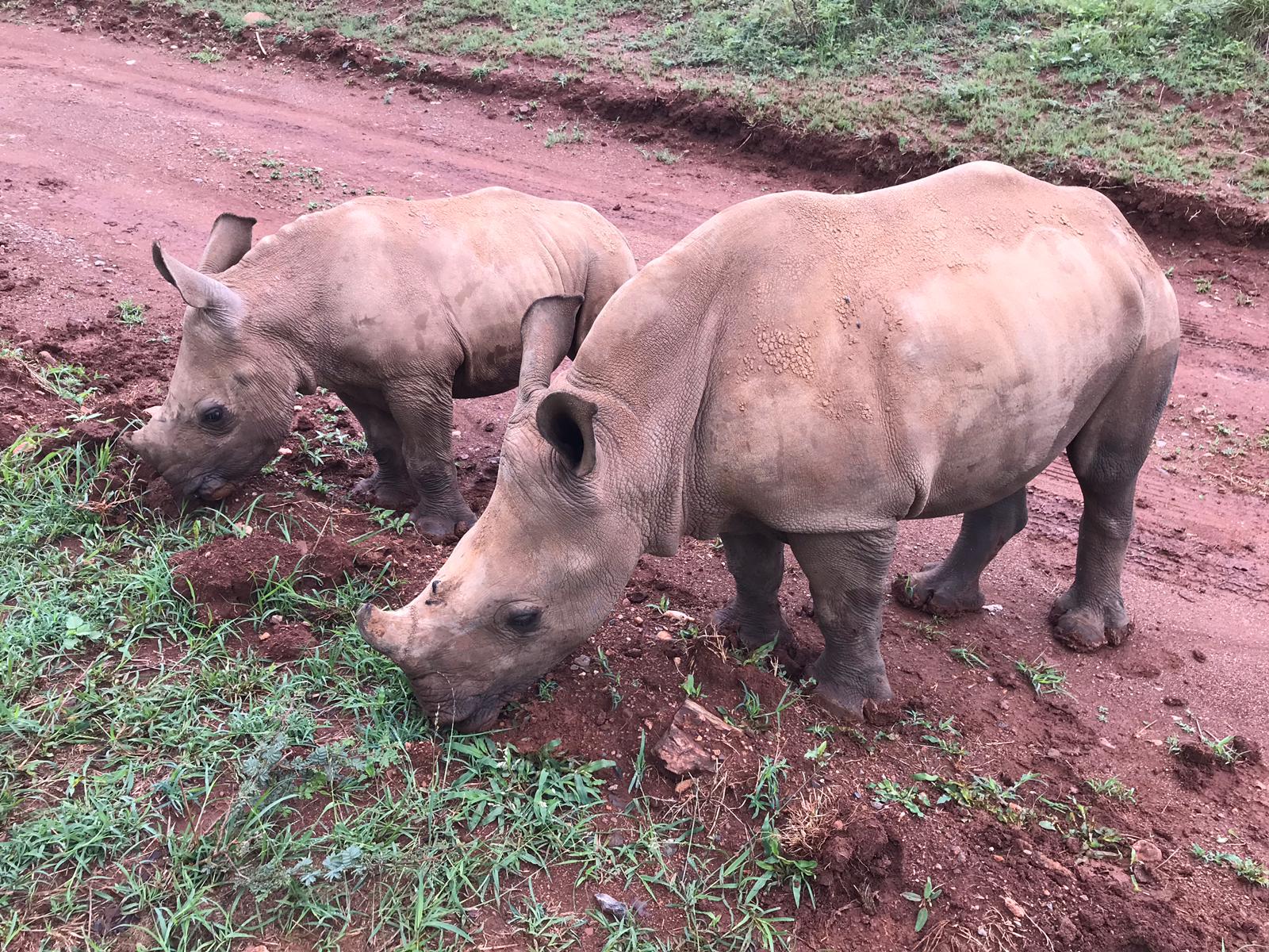 Emma Ruggles: two baby rhinos