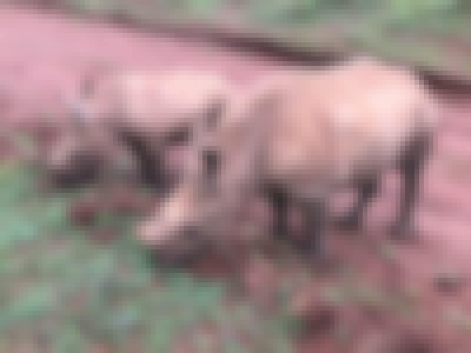 Emma Ruggles: two baby rhinos