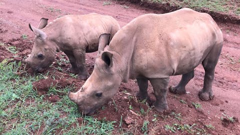 Emma Ruggles: two baby rhinos