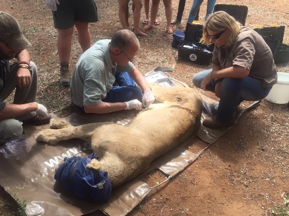 Daina Rawlings: veterinary work on a sedated lion