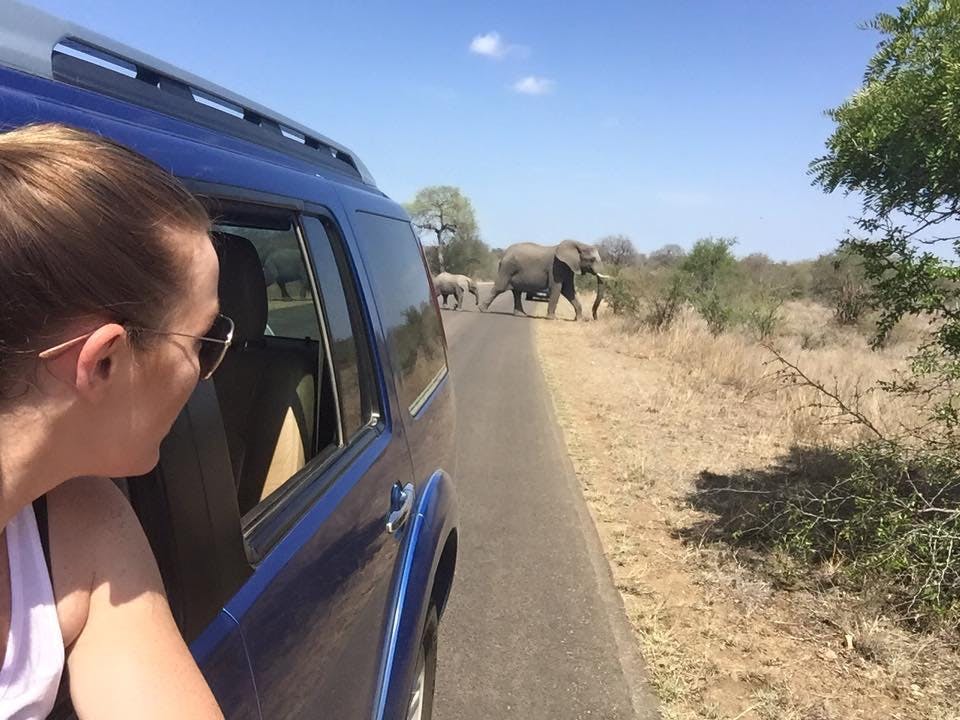 Daina Rawlings: viewing elephants from a vehicle