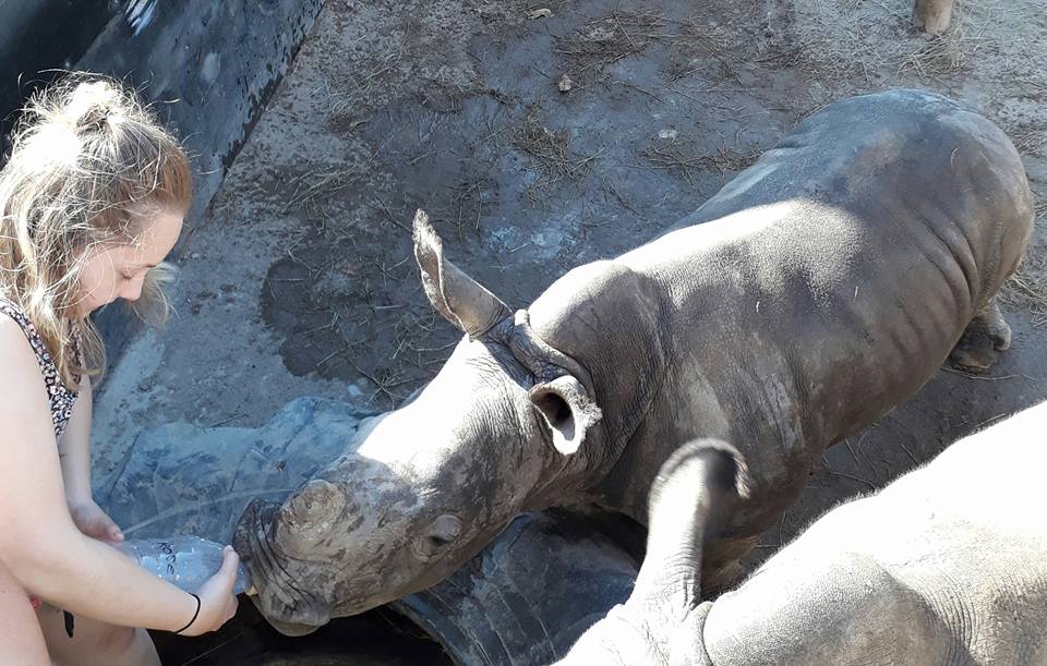 Rebecca Grogan: bottle feeding baby rhino