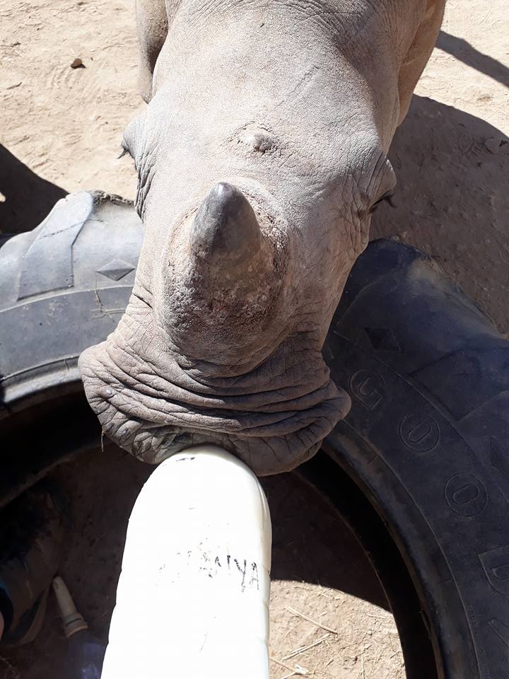 Rebecca Grogan: close-up of bottle feeding a rhino