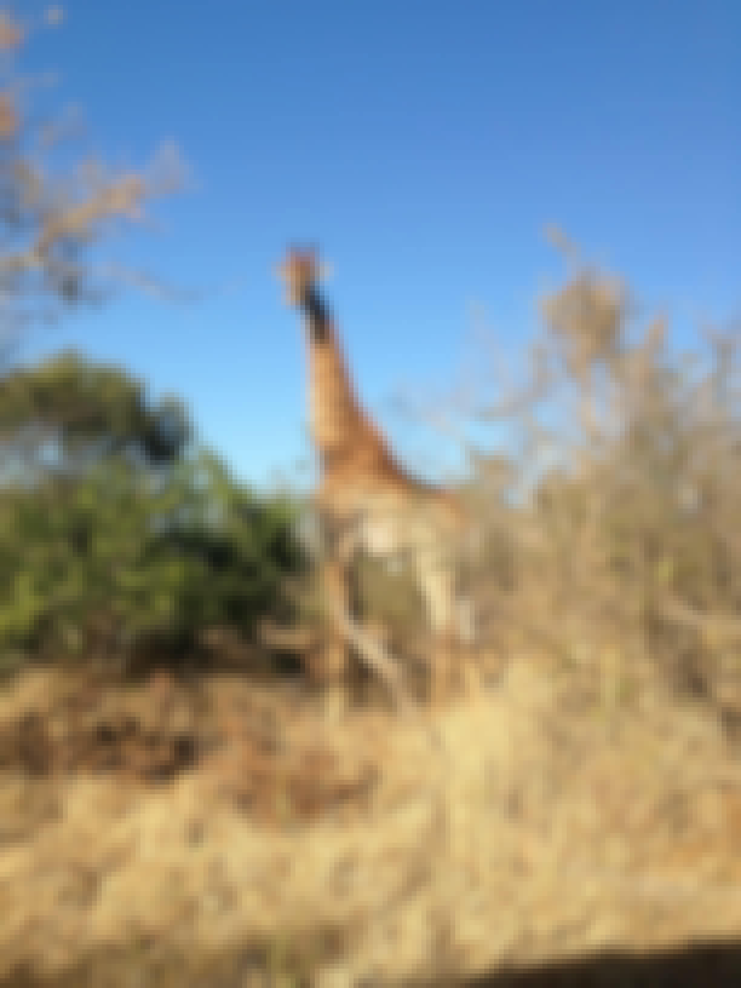 Sophie Gates: giraffe in the bush