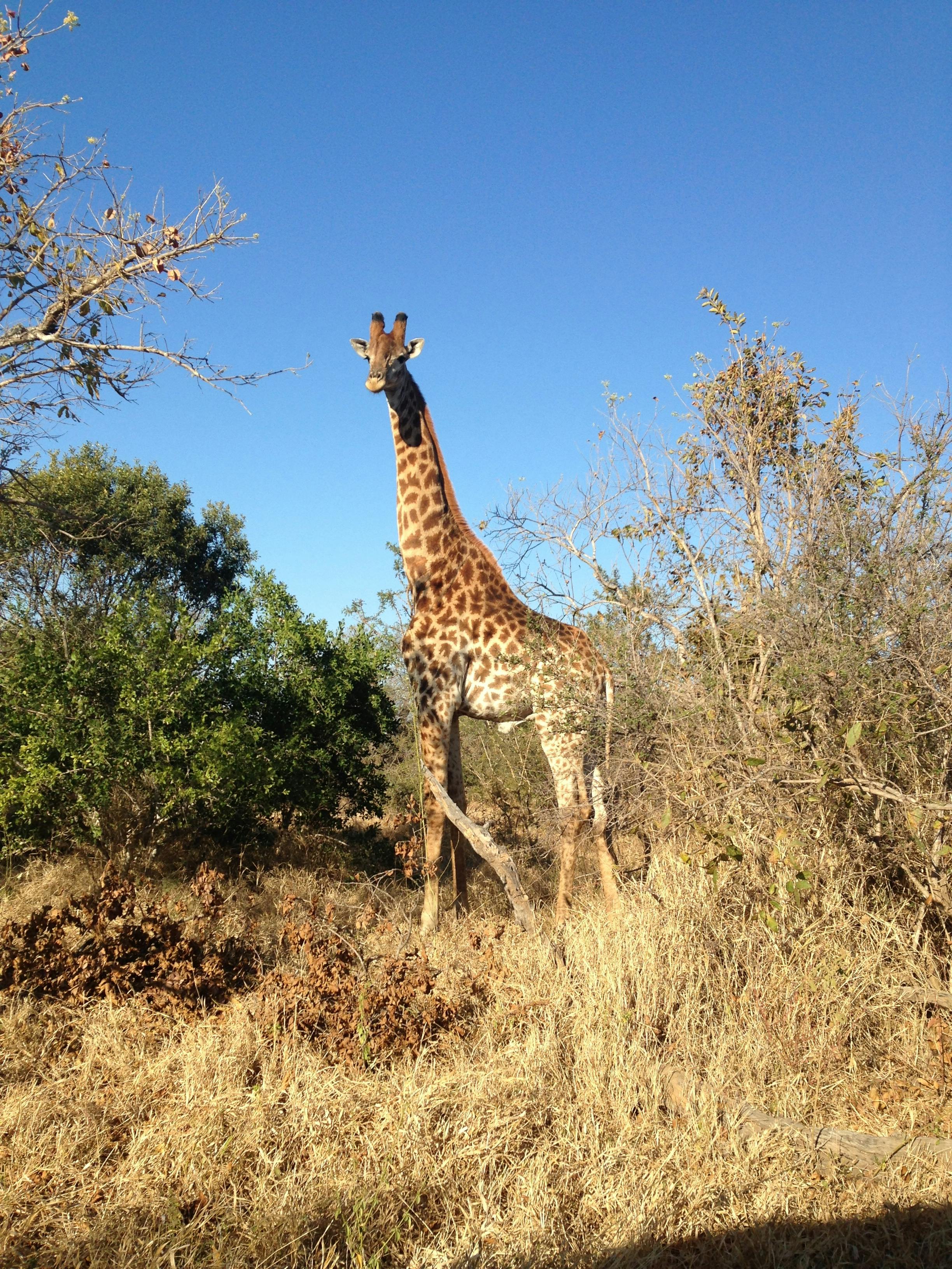 Sophie Gates: giraffe in the bush