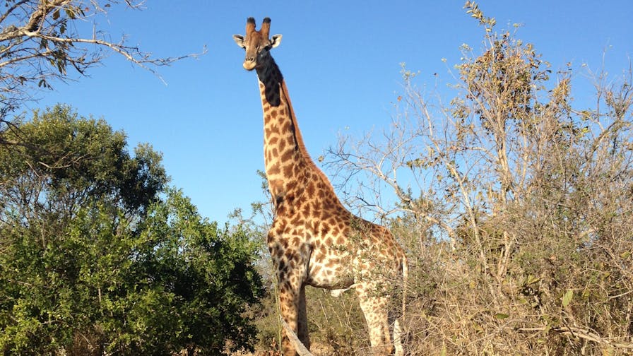 Sophie Gates: giraffe in the bush