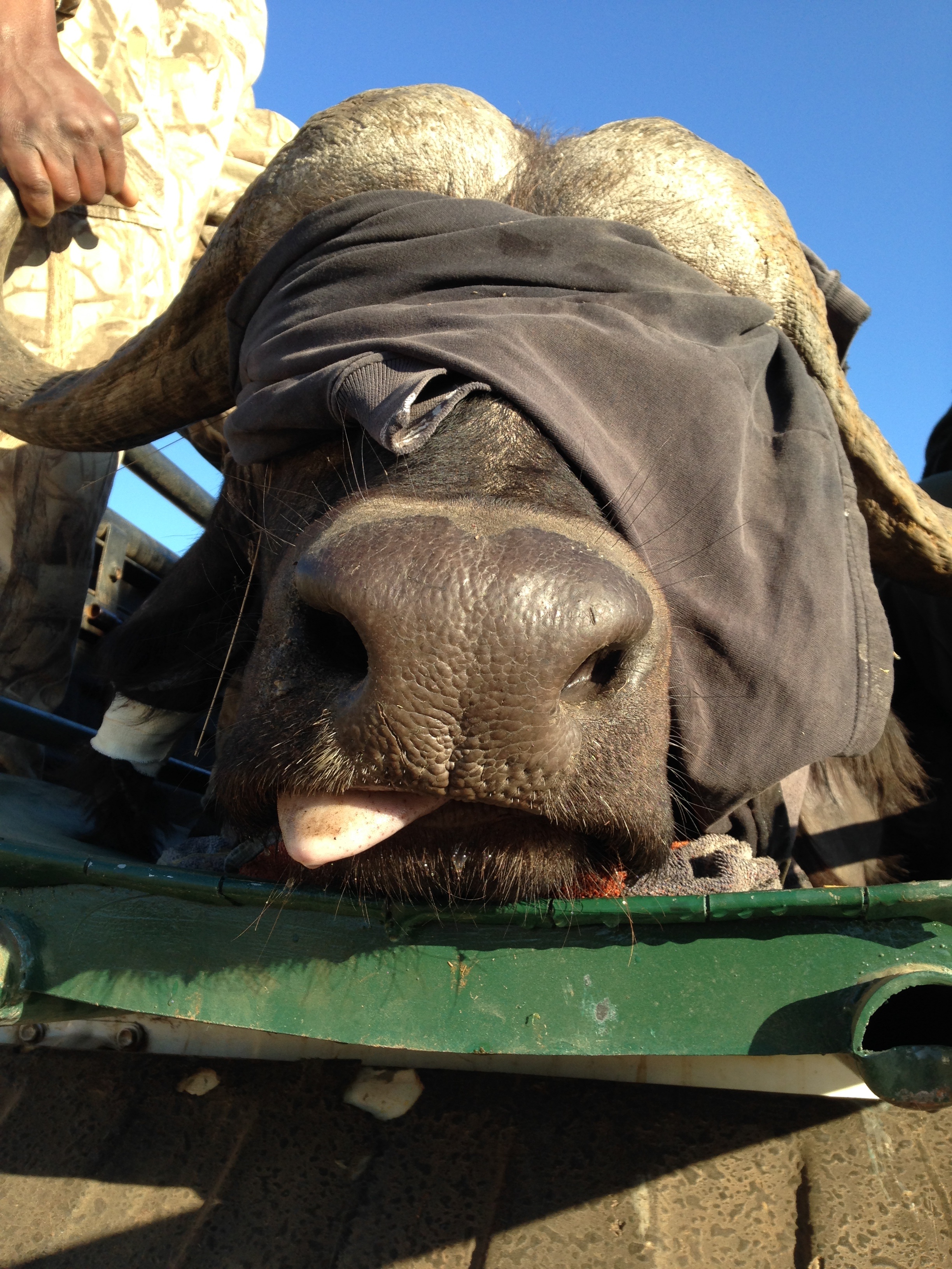 Sophie Gates: close-up of a sedated buffalo