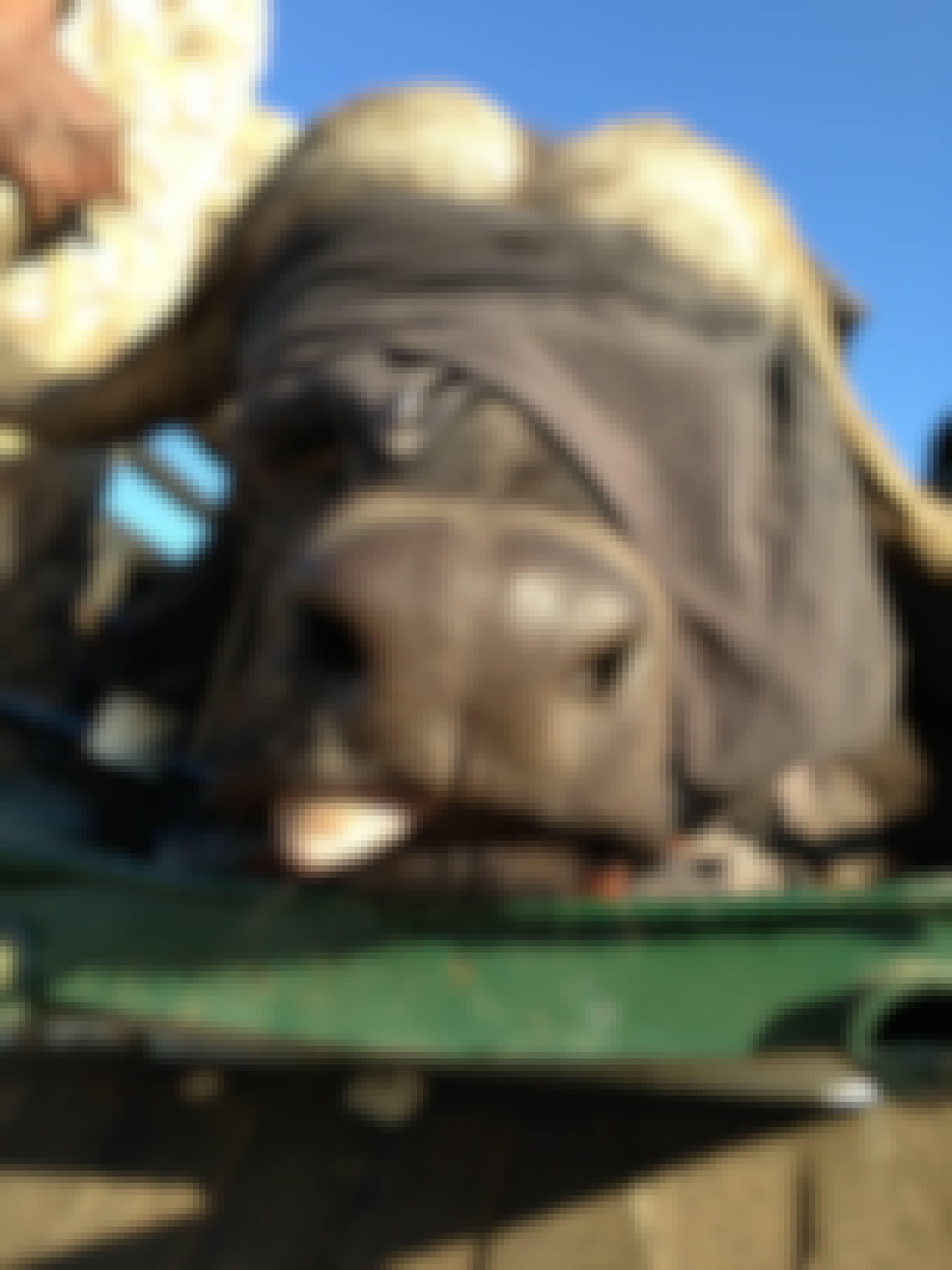 Sophie Gates: close-up of a sedated buffalo