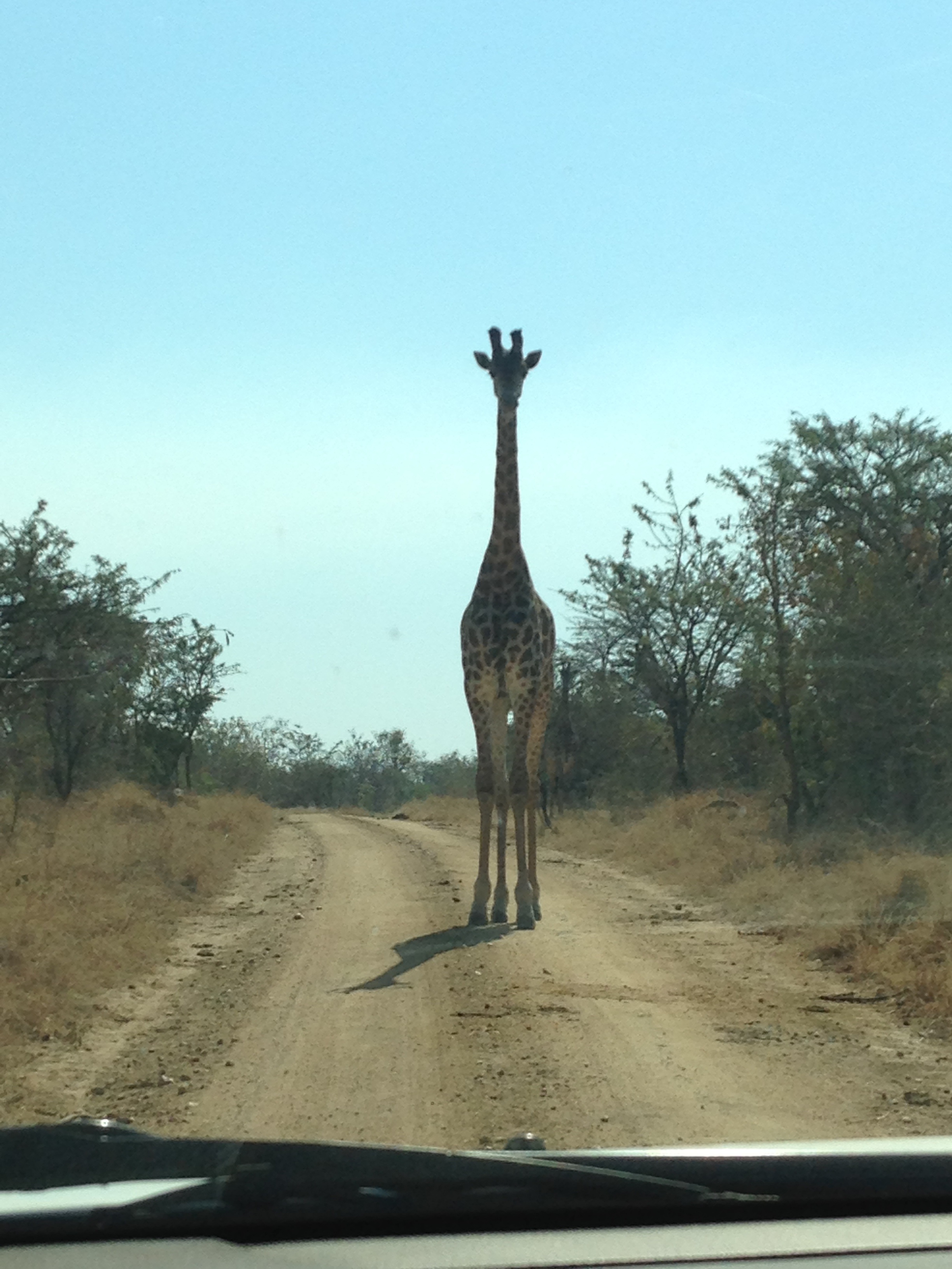 Sophie Gates: view of a giraffe in front of the vehicle