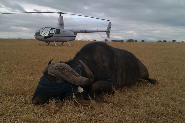 Sophie Gates: blindfolded buffalo near to a helicopter