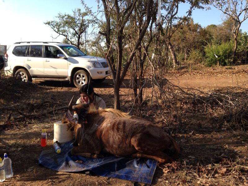 Sophie Gates: veterinary practices in the field
