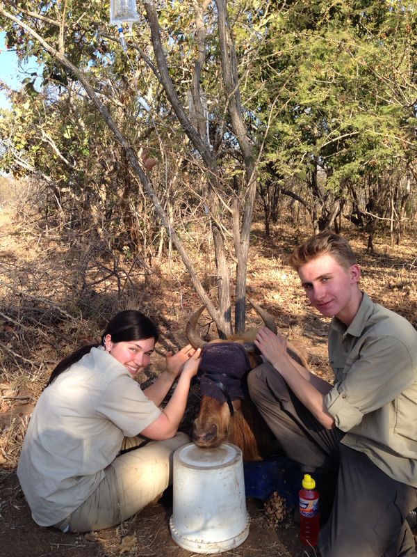 Sophie Gates: next to a blind folded antelope