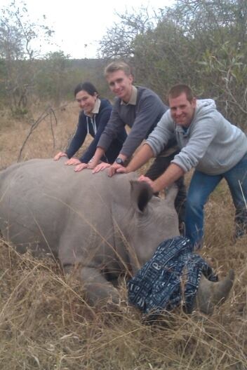 Sophie Gates: ACE volunteers beside a sedated rhino