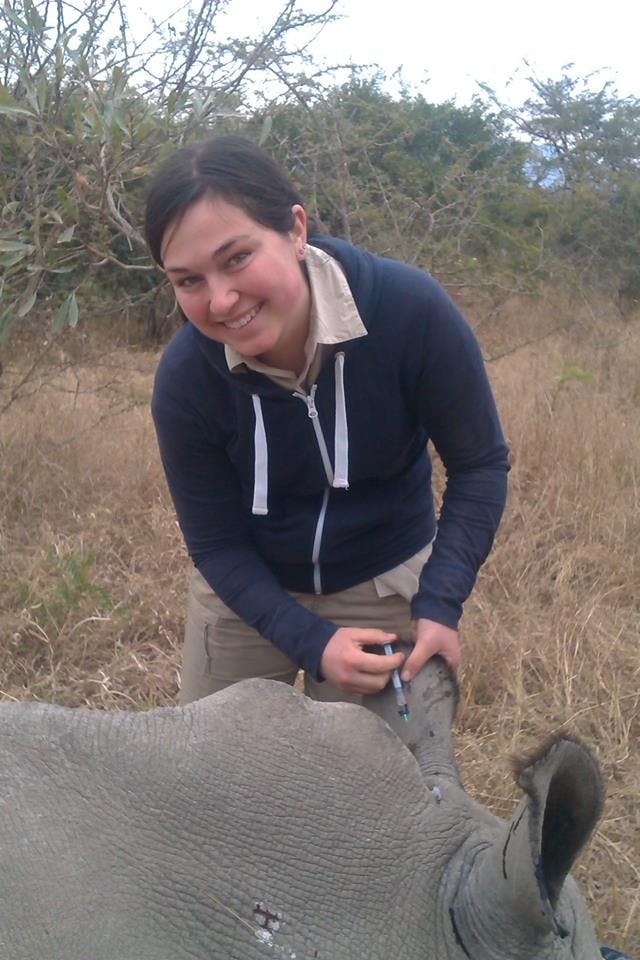 Sophie Gates: injecting a rhino's ear