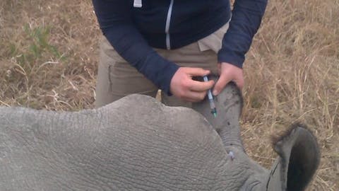 Sophie Gates: injecting a rhino's ear