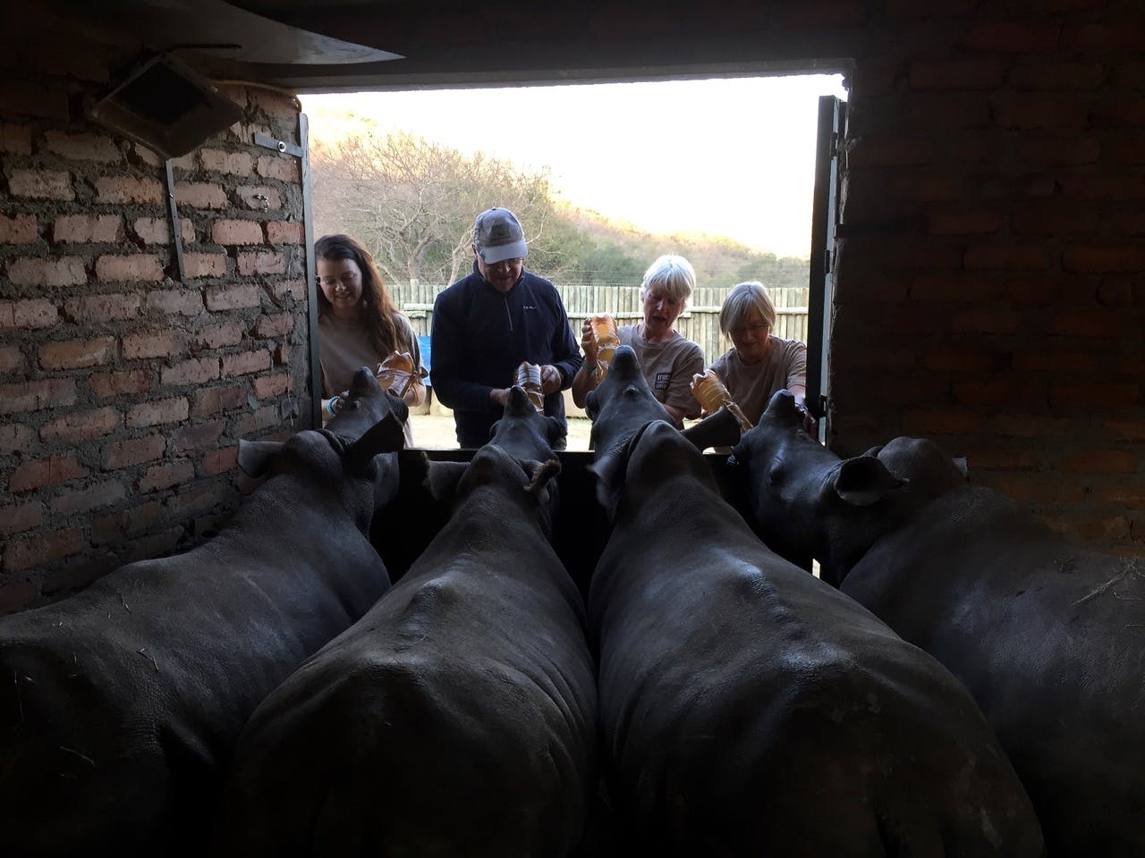 Trevor Hill: bottle feeding rhinos