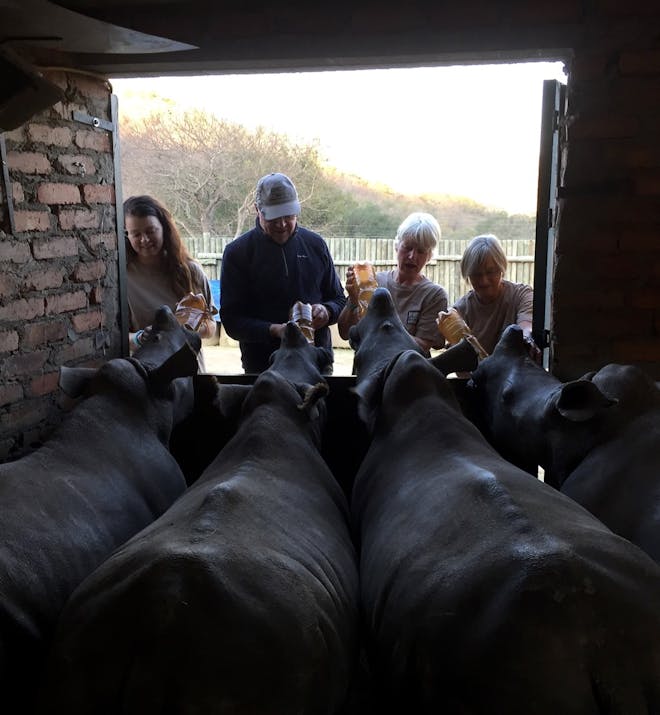 Trevor Hill: bottle feeding rhinos