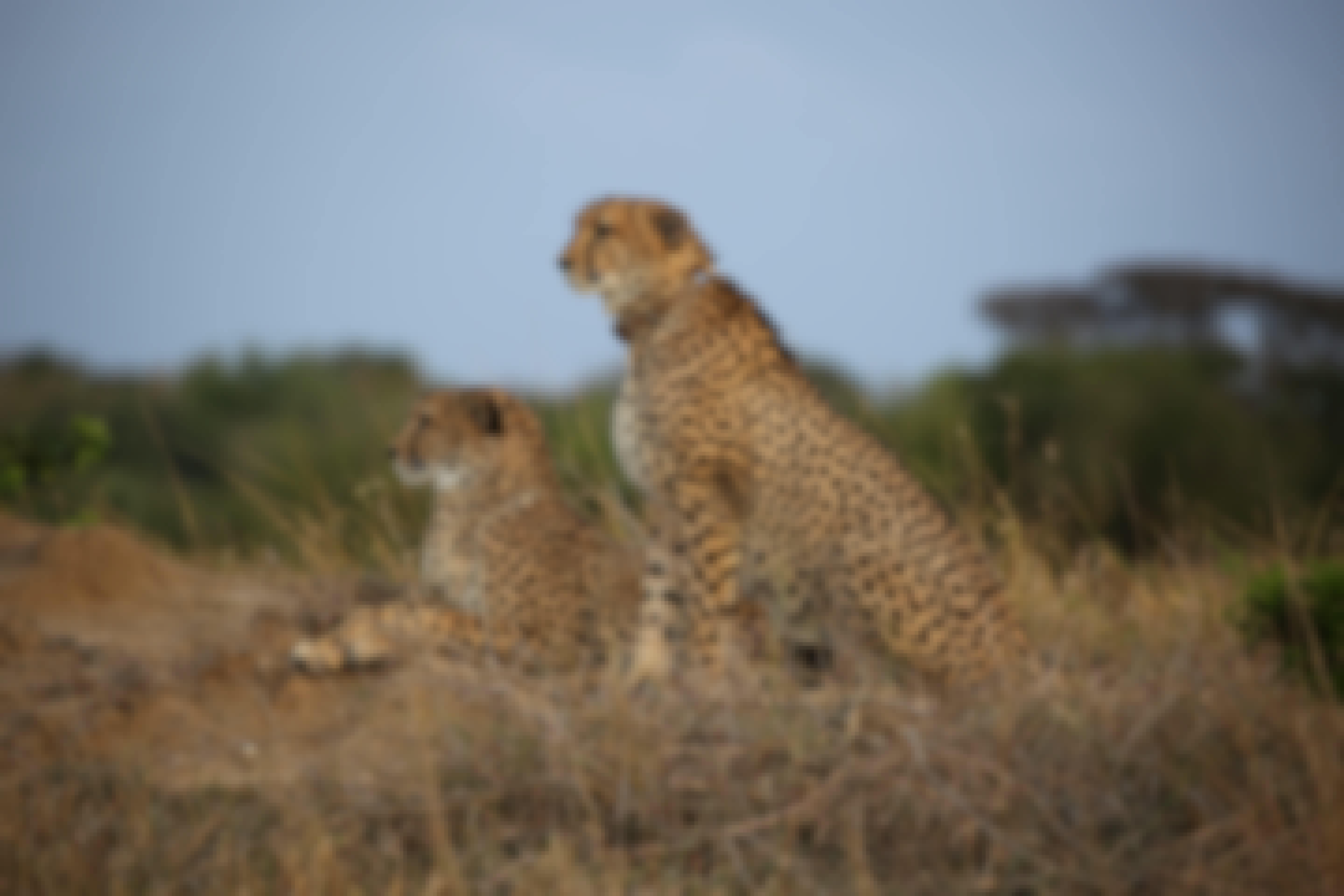Rebecca Wheeler: two cheetahs