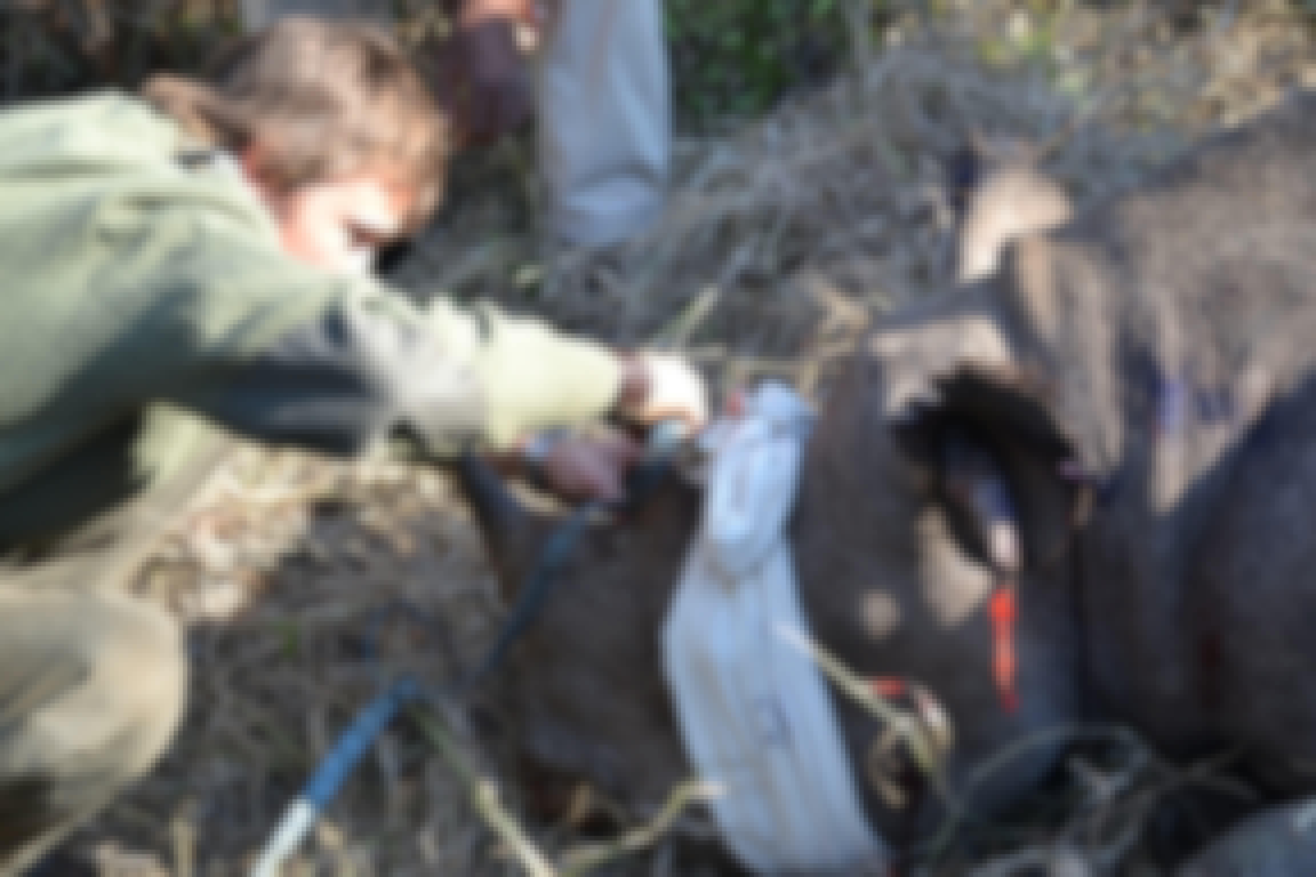 Rebecca Wheeler: rhino de-horning