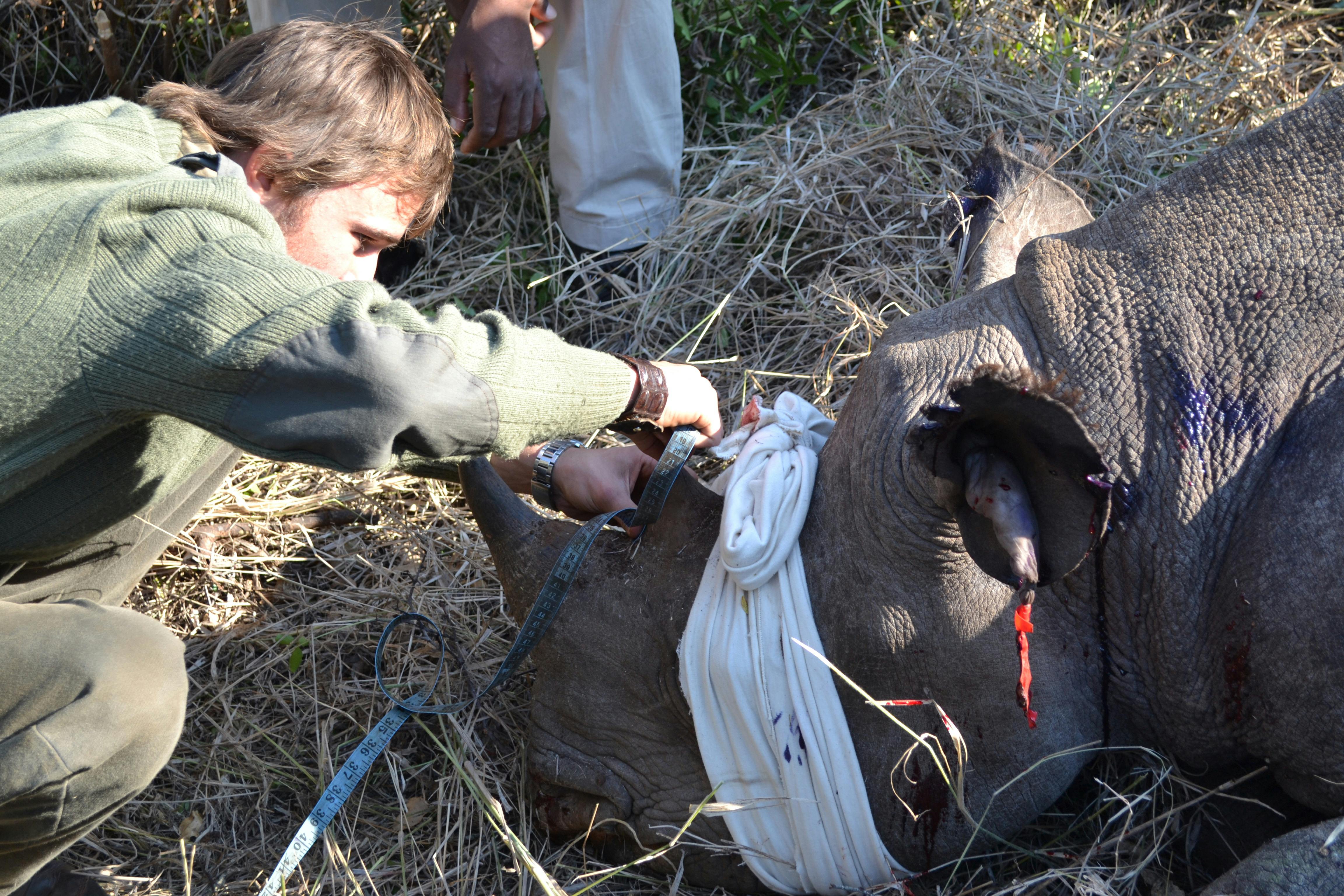 Rebecca Wheeler: rhino de-horning