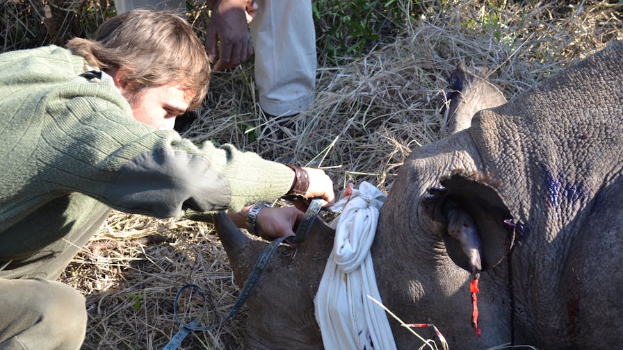 Rebecca Wheeler: rhino de-horning