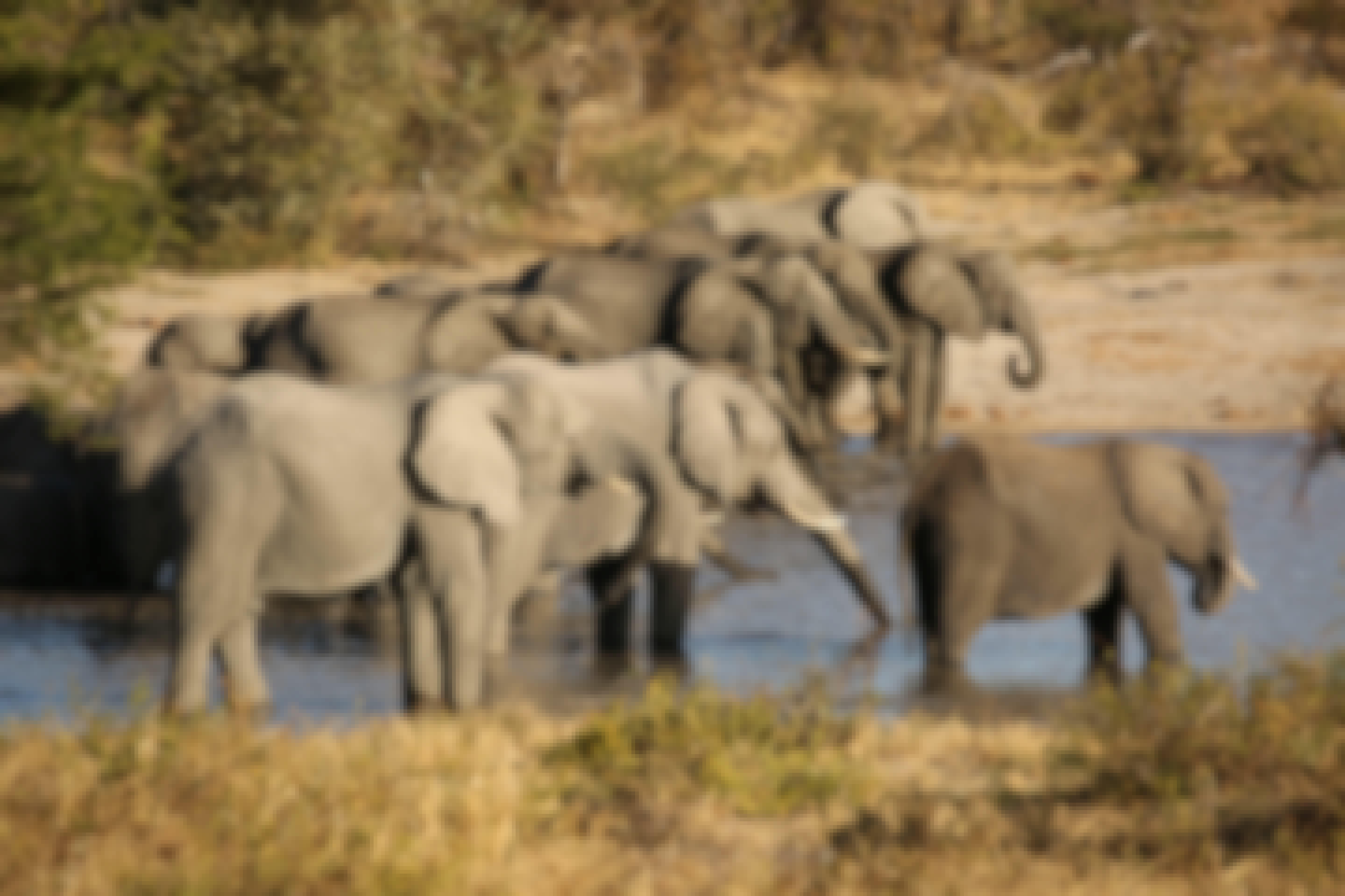 Rebecca Wheeler: herd of elephants beside the water