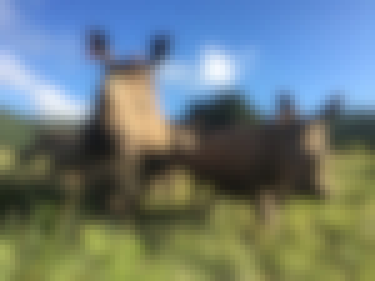 Jodie Bickhoff: close-up of baby rhinos in the field