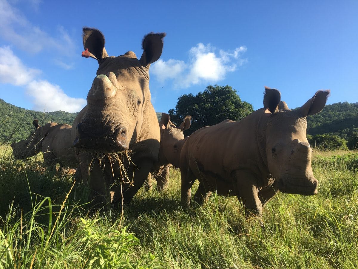 Jodie Bickhoff: close-up of baby rhinos in the field