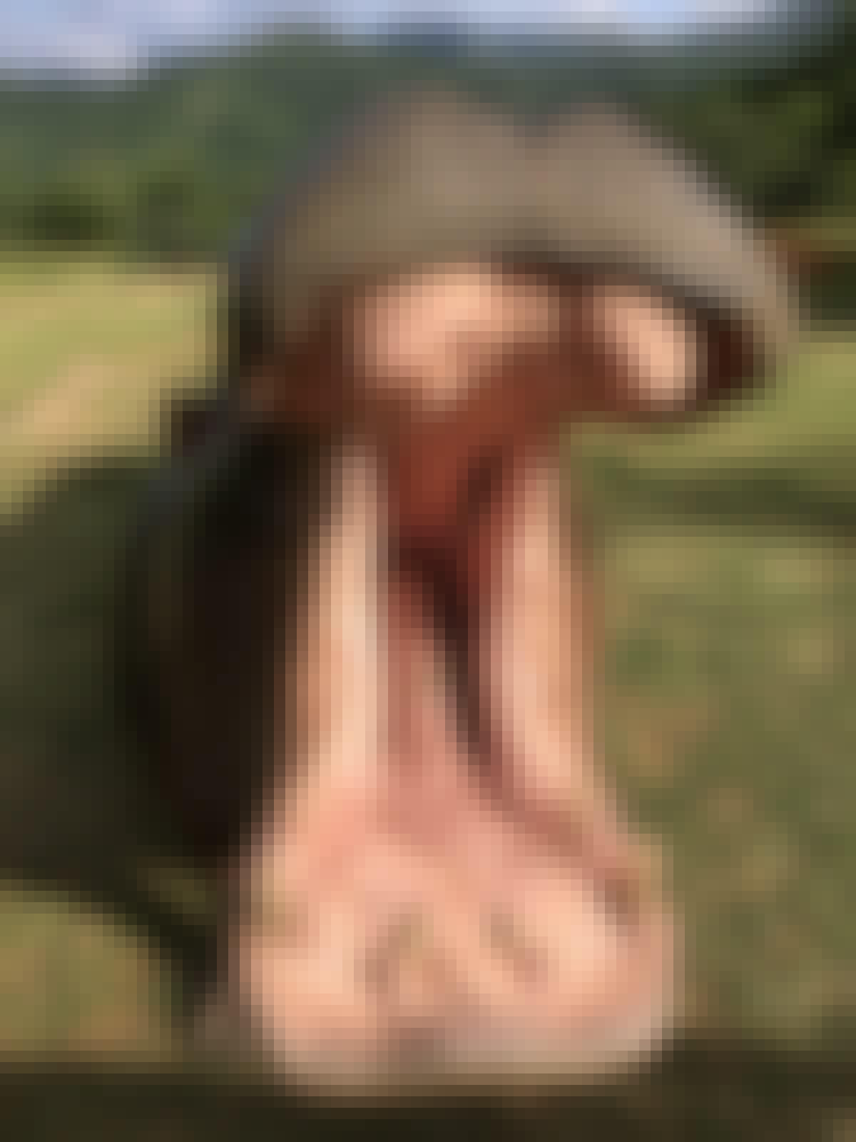Jodie Bickhoff: close-up of a hippo's mouth