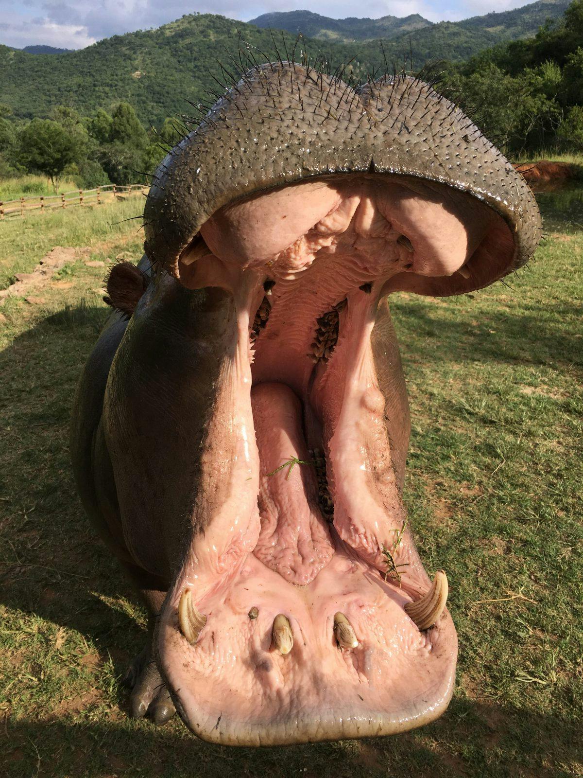 Jodie Bickhoff: close-up of a hippo's mouth