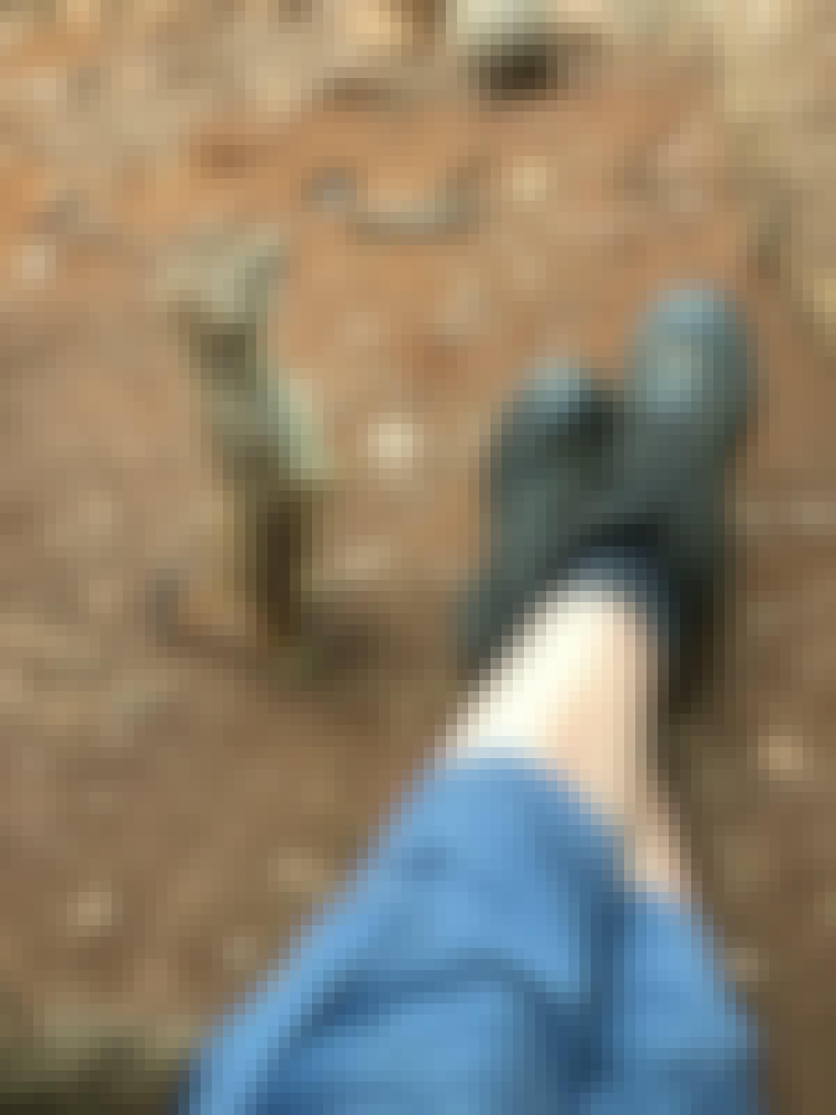 Jodie Bickhoff: close-up of meerkat