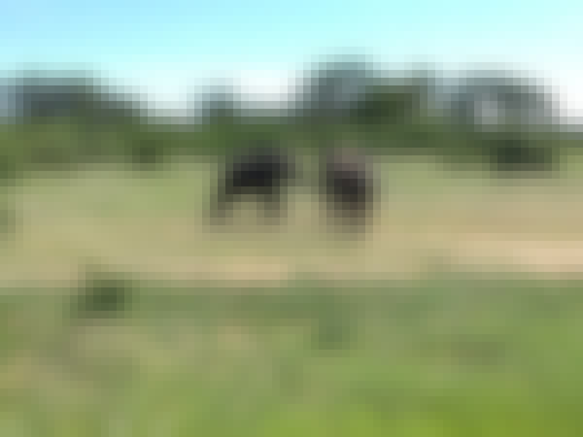 Jodie Bickhoff: two elephants