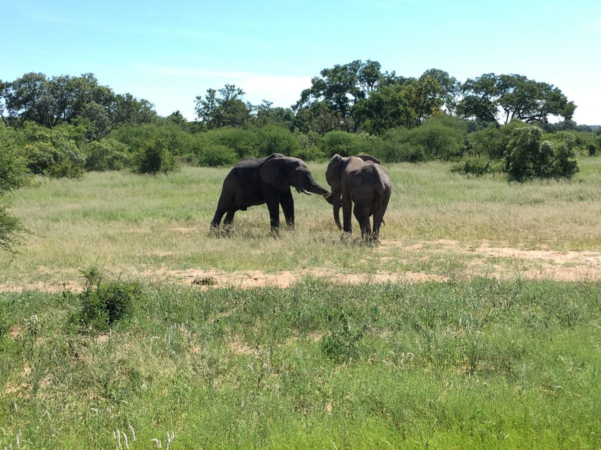 Jodie Bickhoff: two elephants
