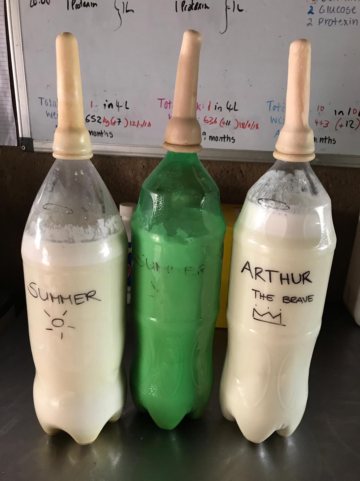 Emma Ruggles: bottles for the rhinos