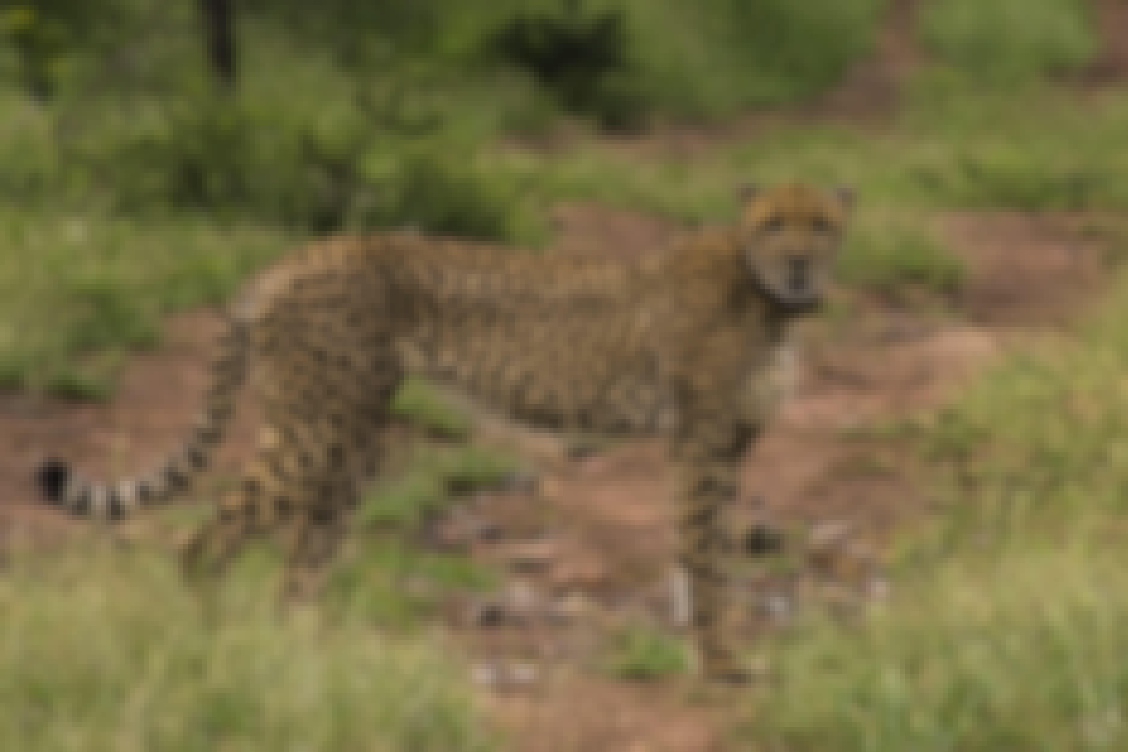 Deschu Oldham: close-up of a cheetah