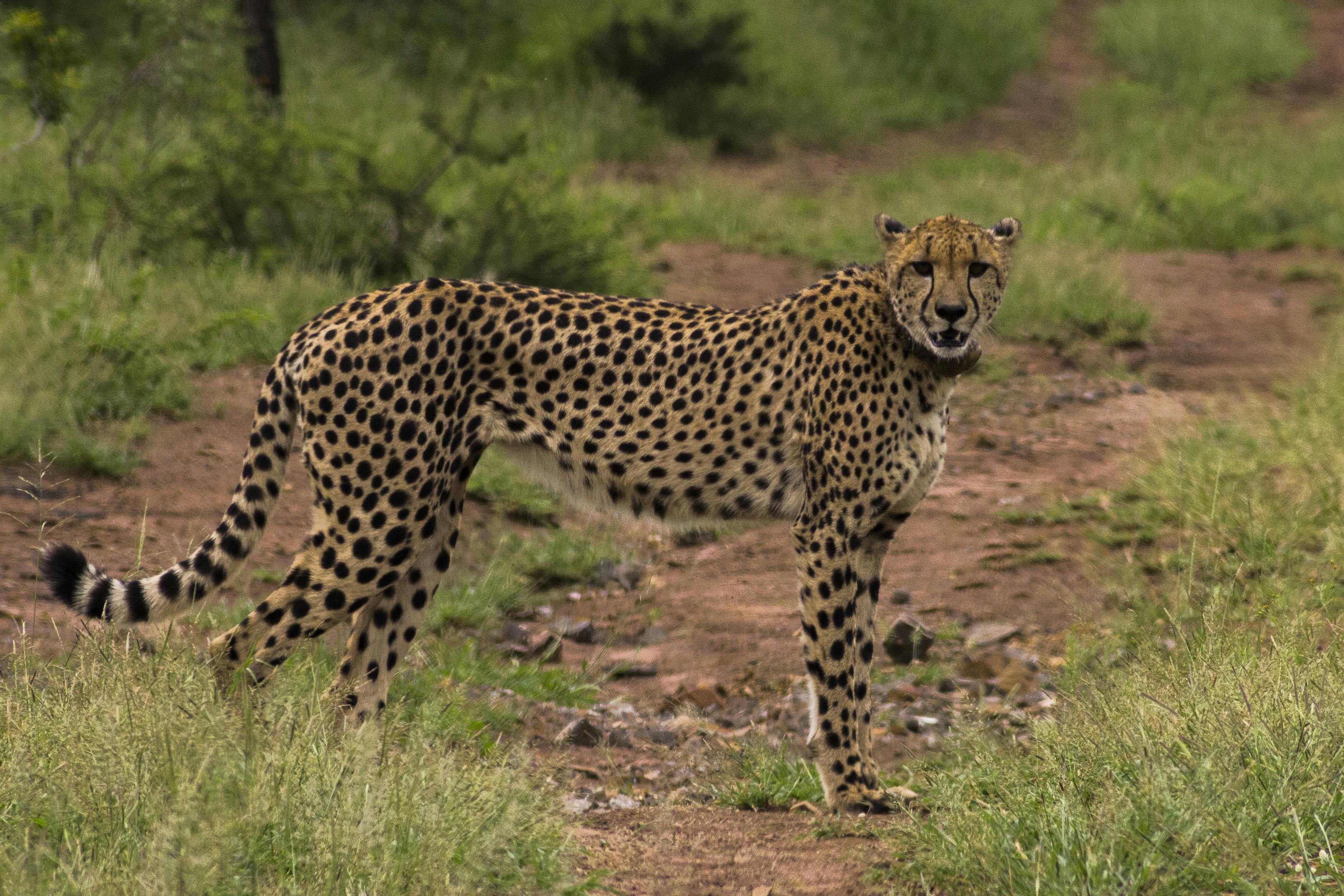 Deschu Oldham: close-up of a cheetah