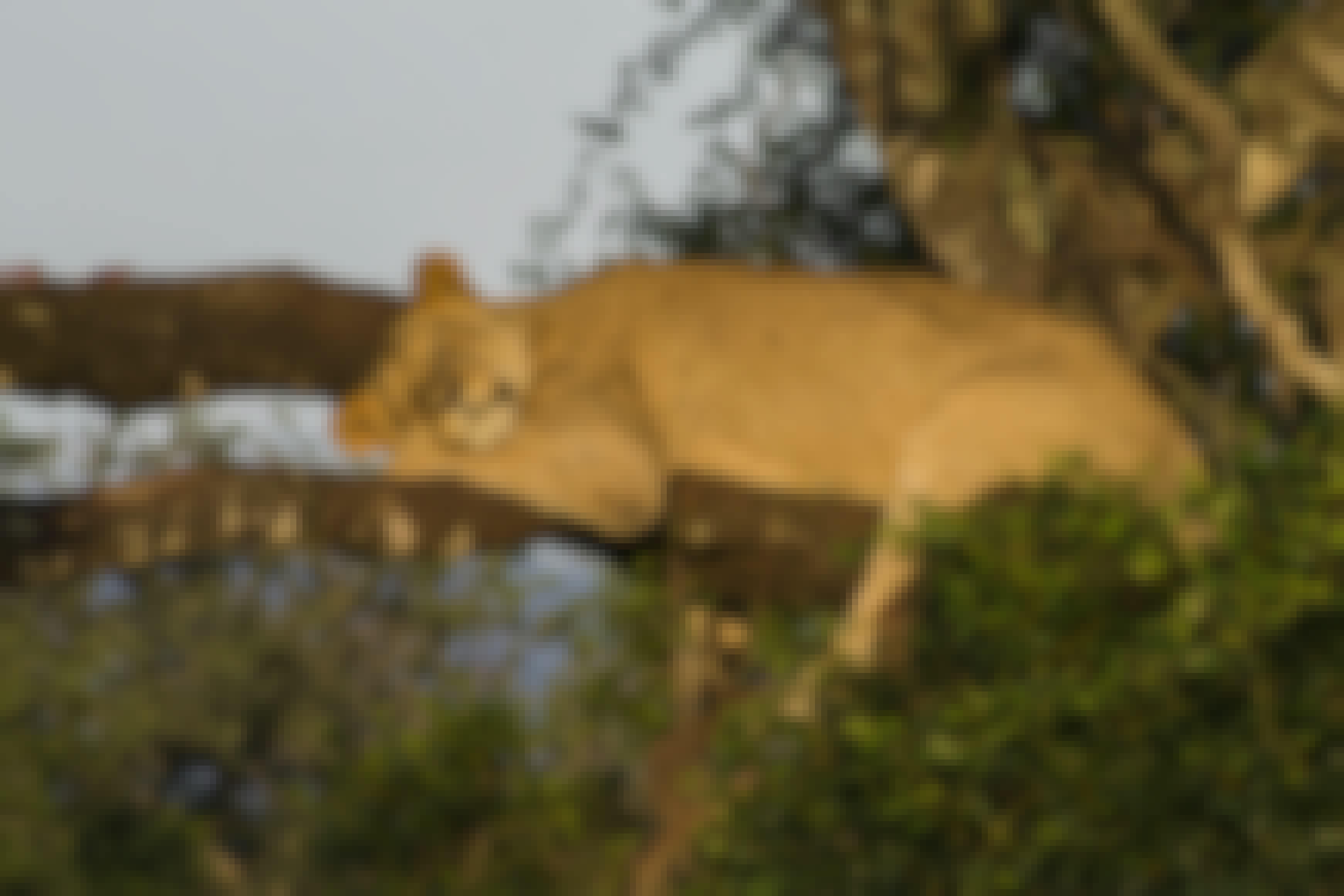 Deschu Oldham: sleeping lioness in a tree