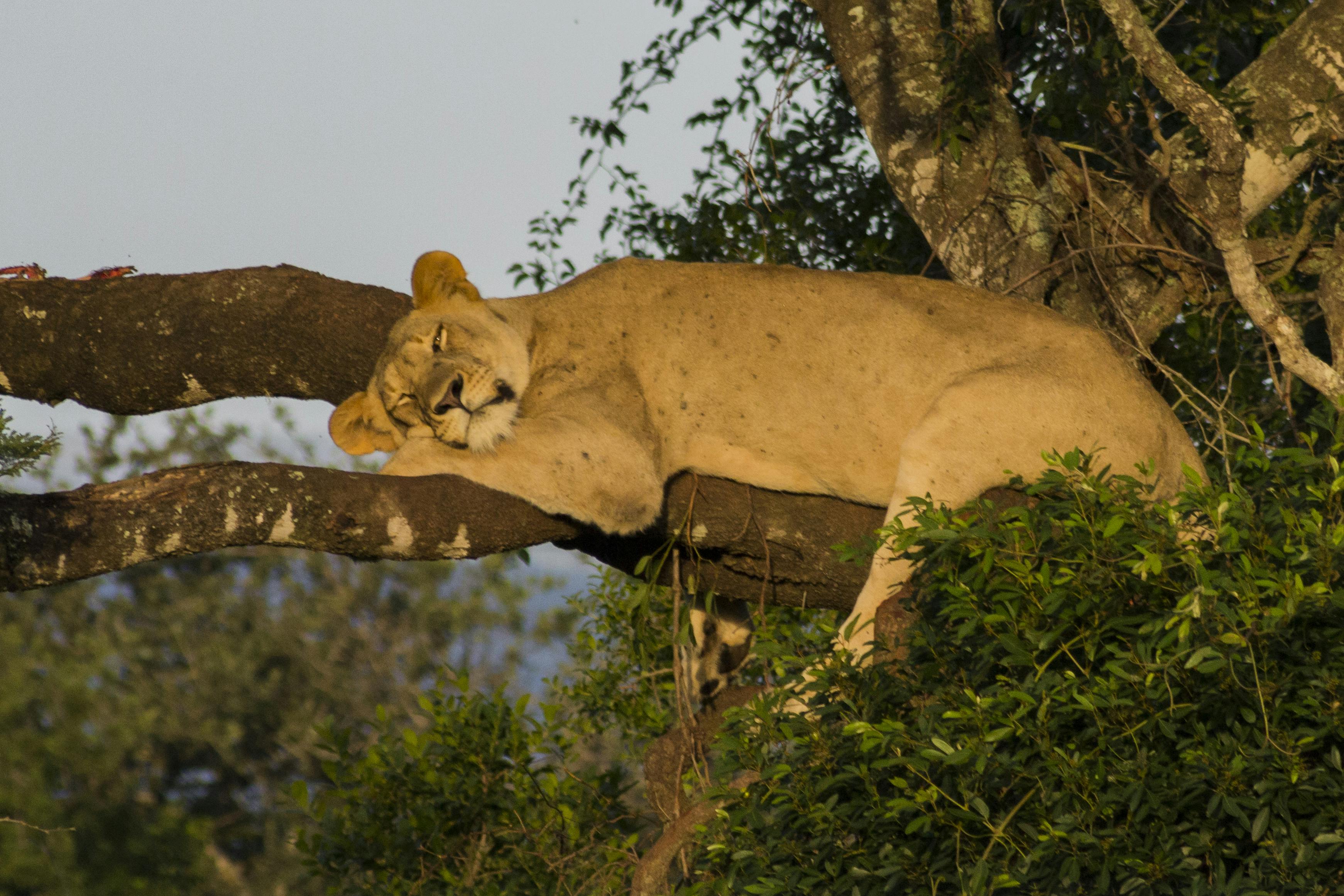 Deschu Oldham: sleeping lioness in a tree