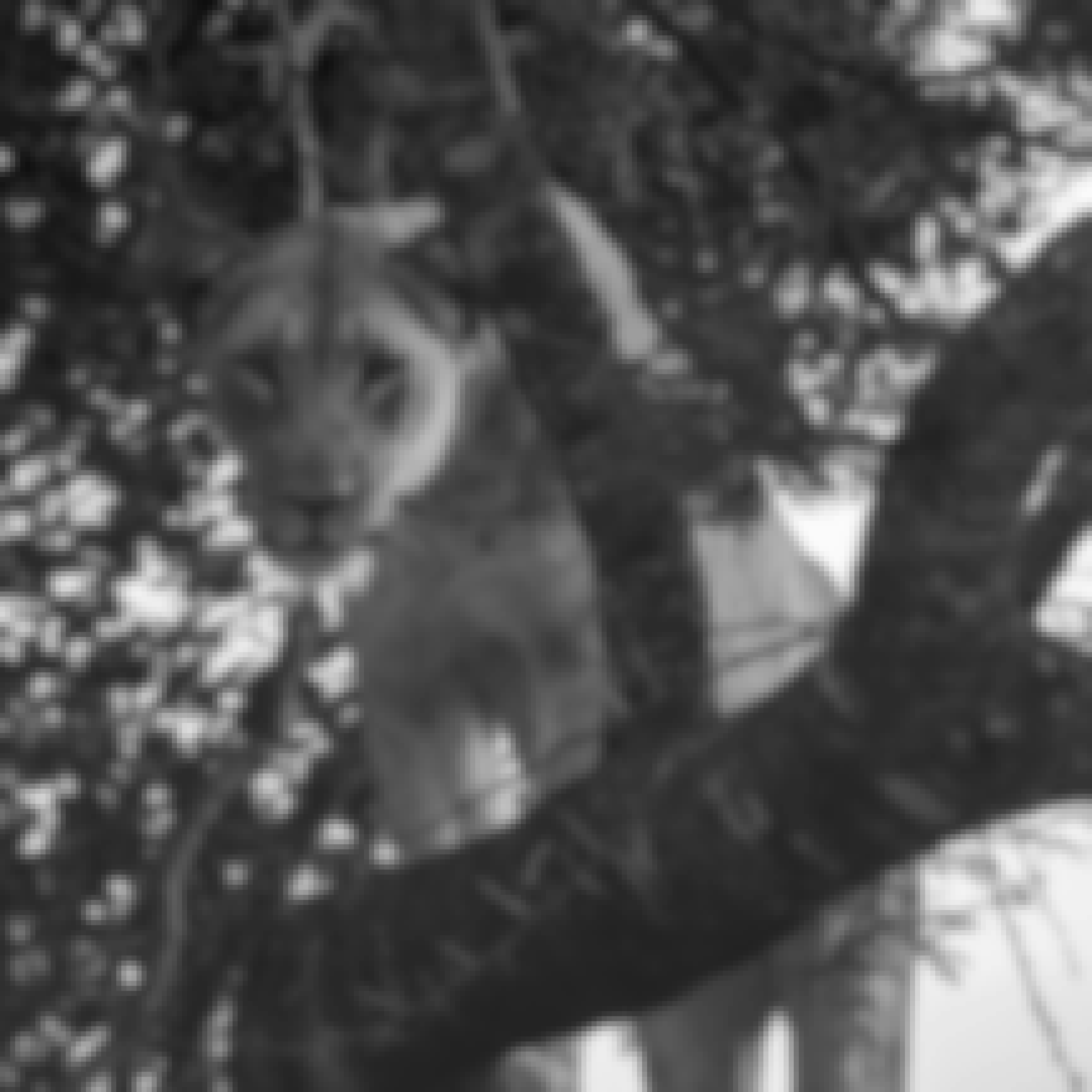 Deschu Oldham: black and white photo of a lion