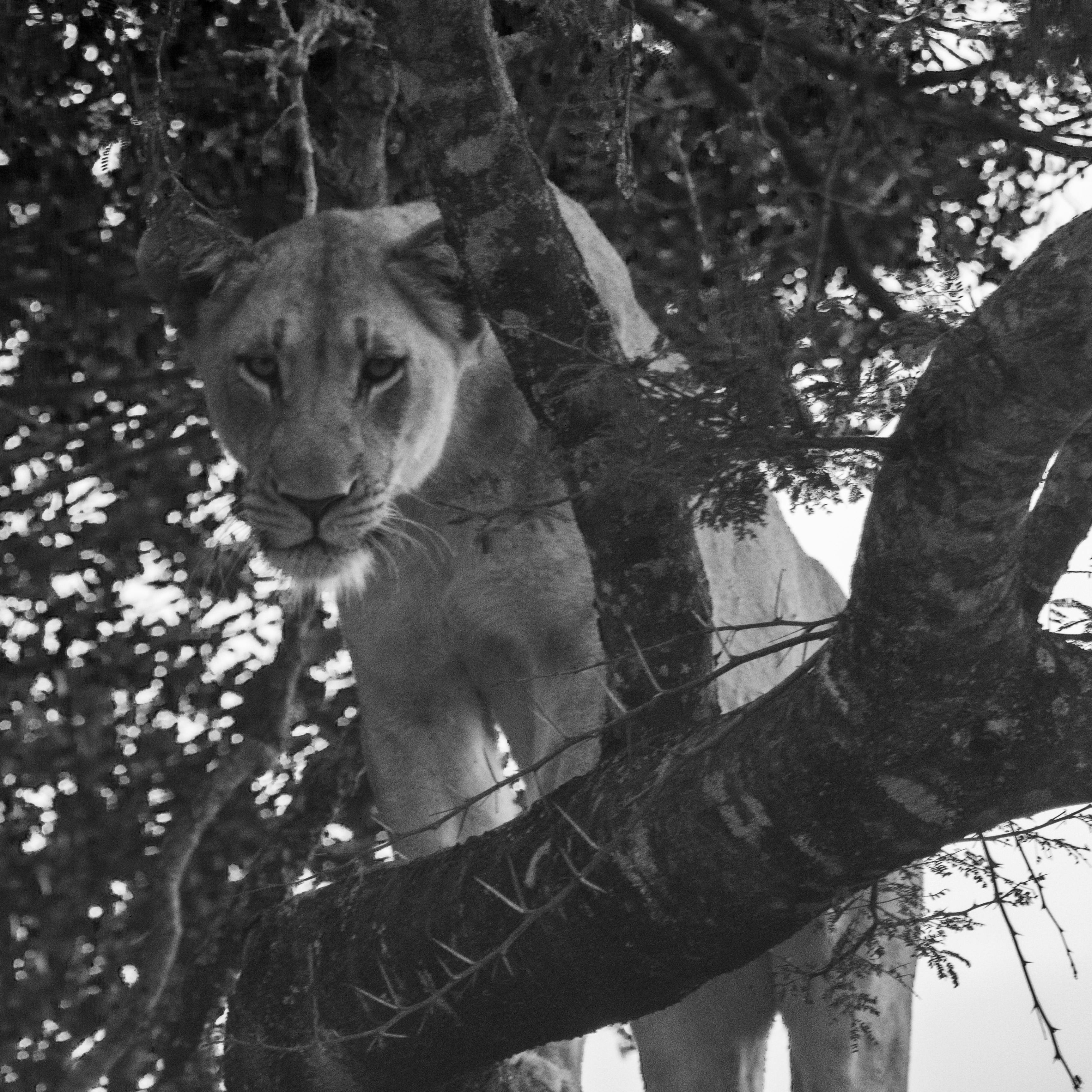 Deschu Oldham: black and white photo of a lion