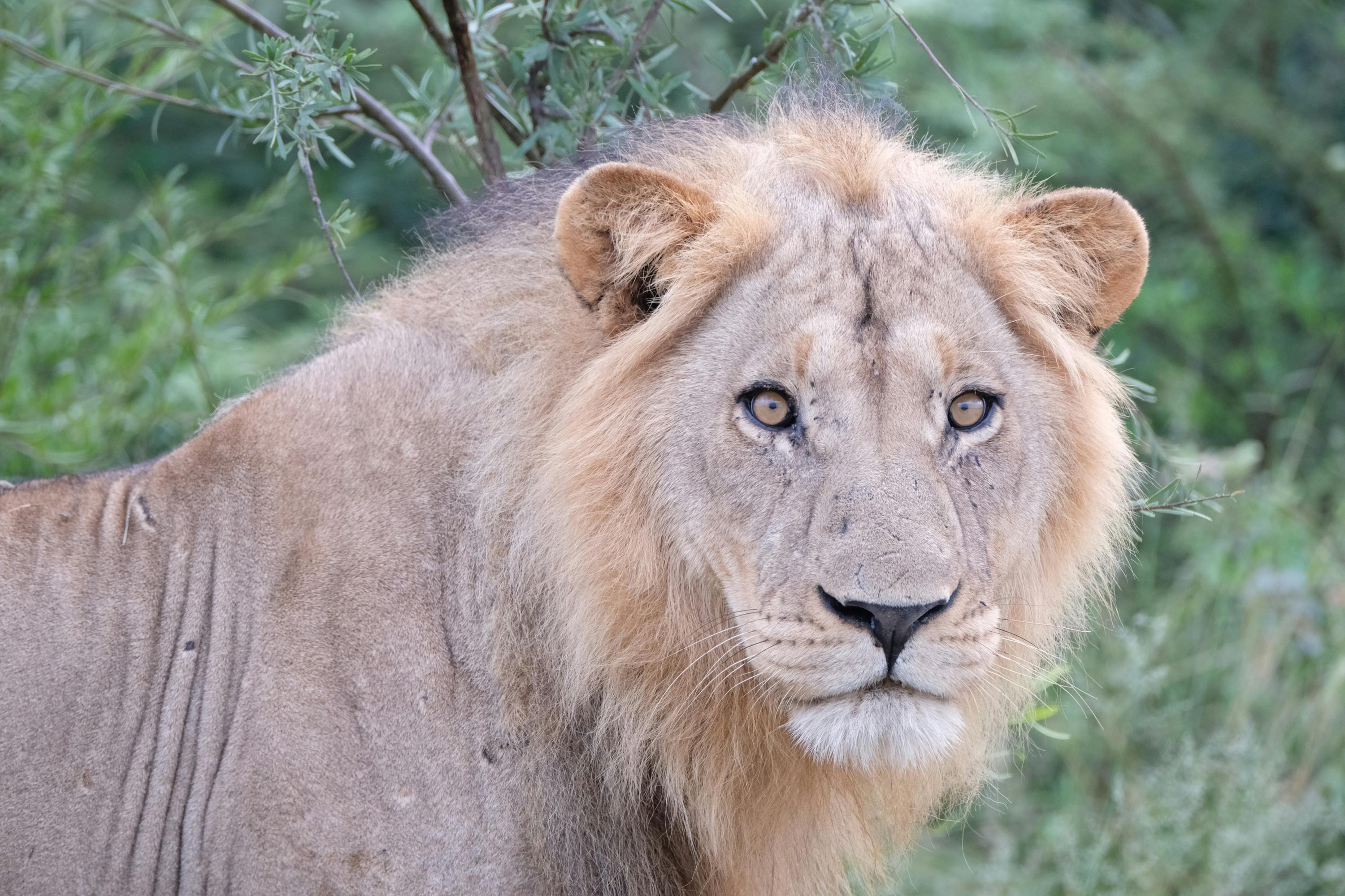 Tomer Admon: close-up of a lion