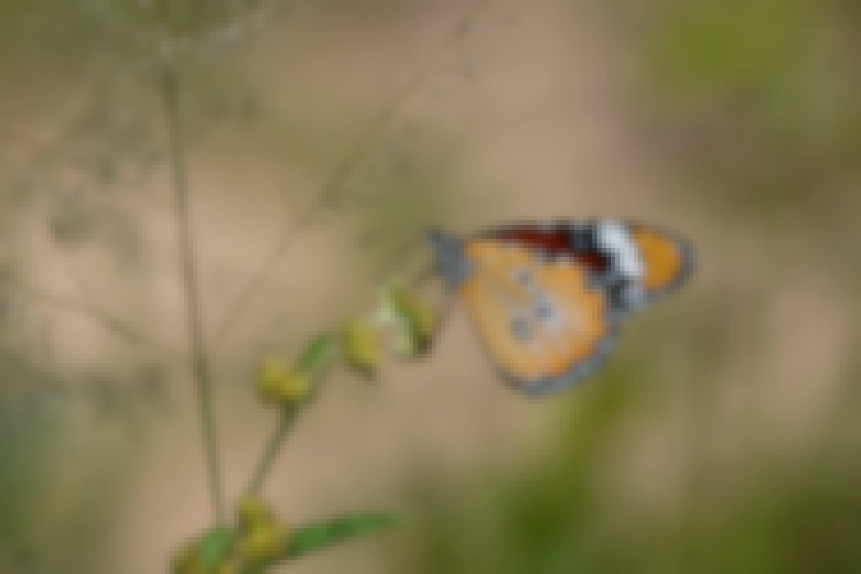 Tomer Admon: close-up of a butterfly