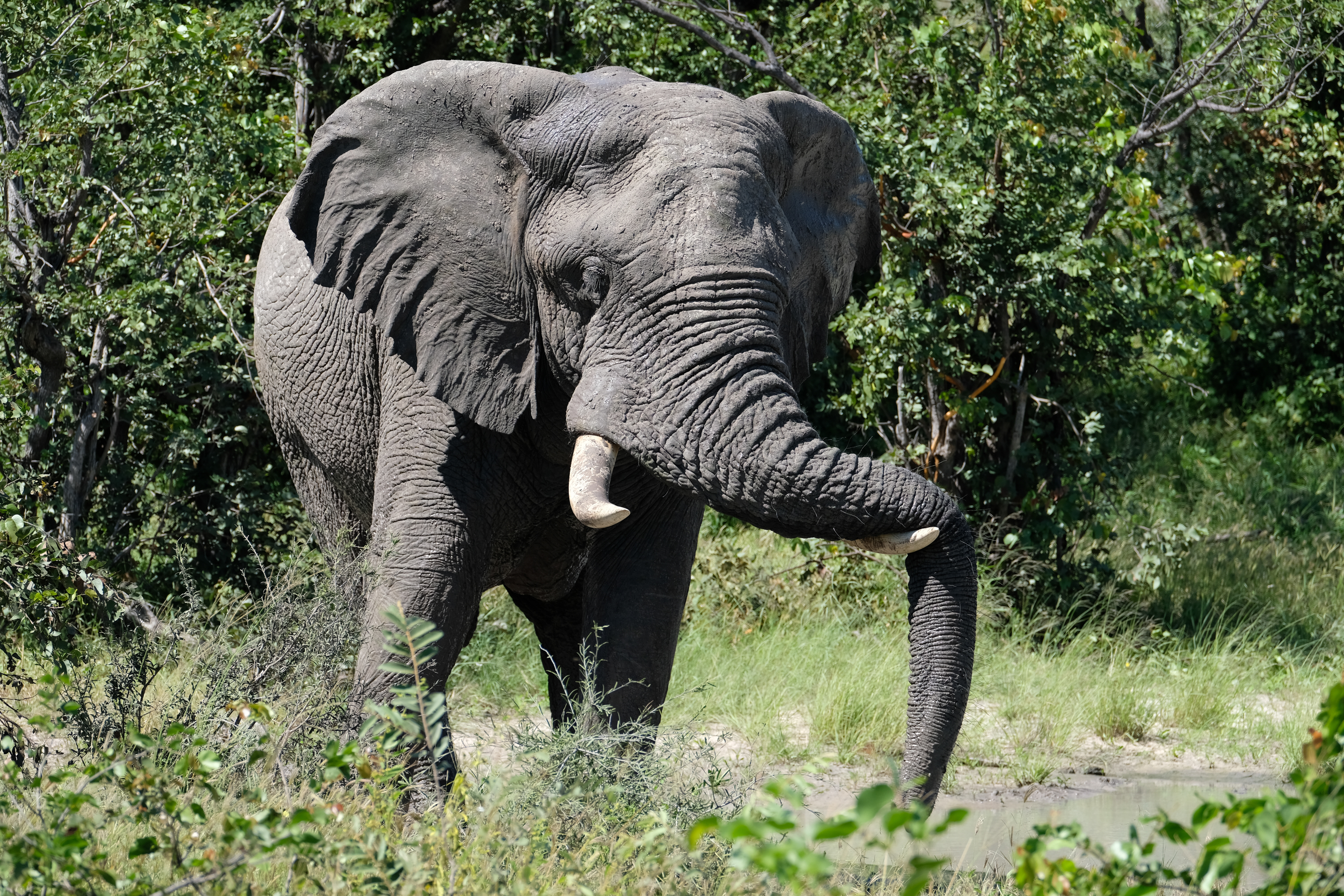 Tomer Admon: close-up of an elephant