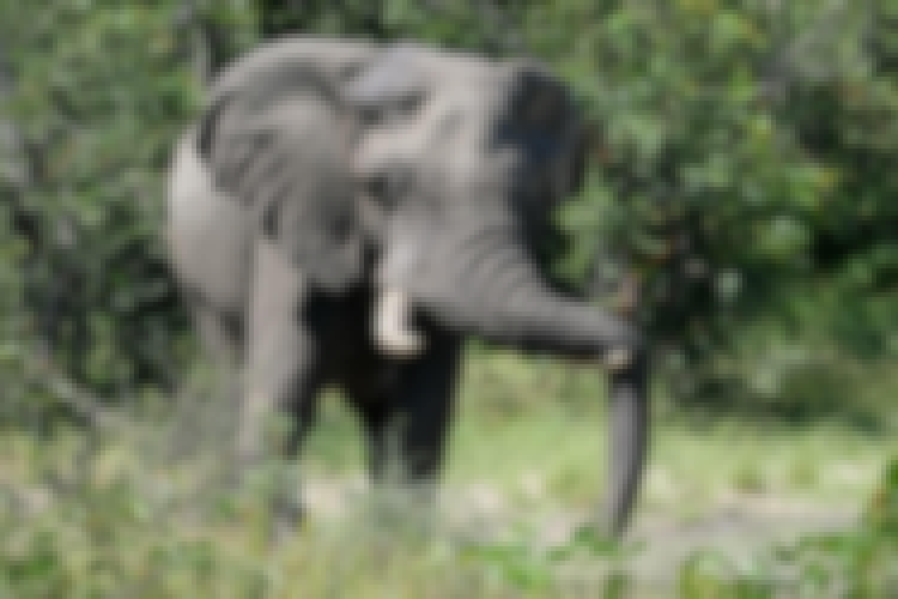 Tomer Admon: close-up of an elephant
