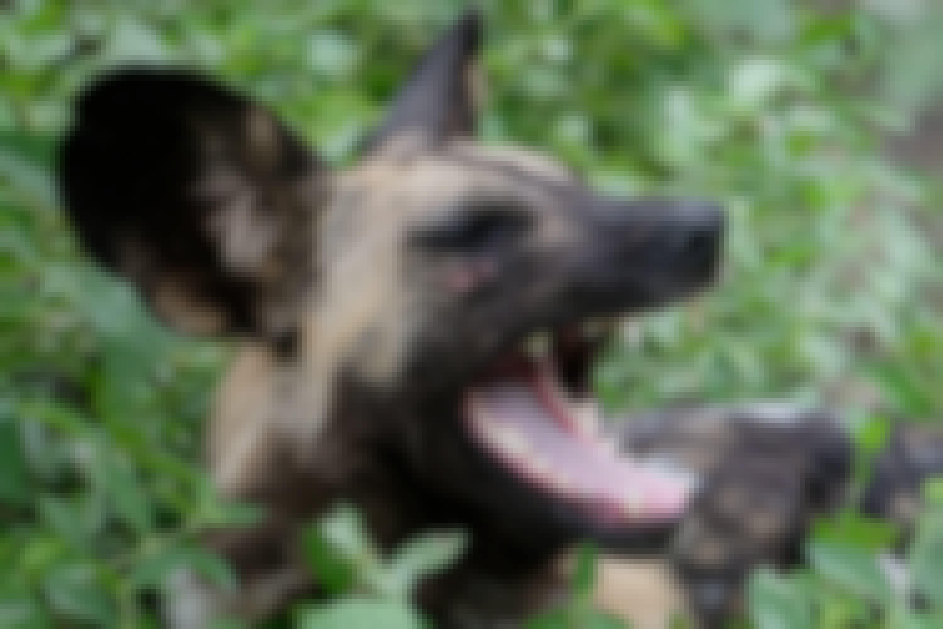 Tomer Admon: close-up of a wild dog