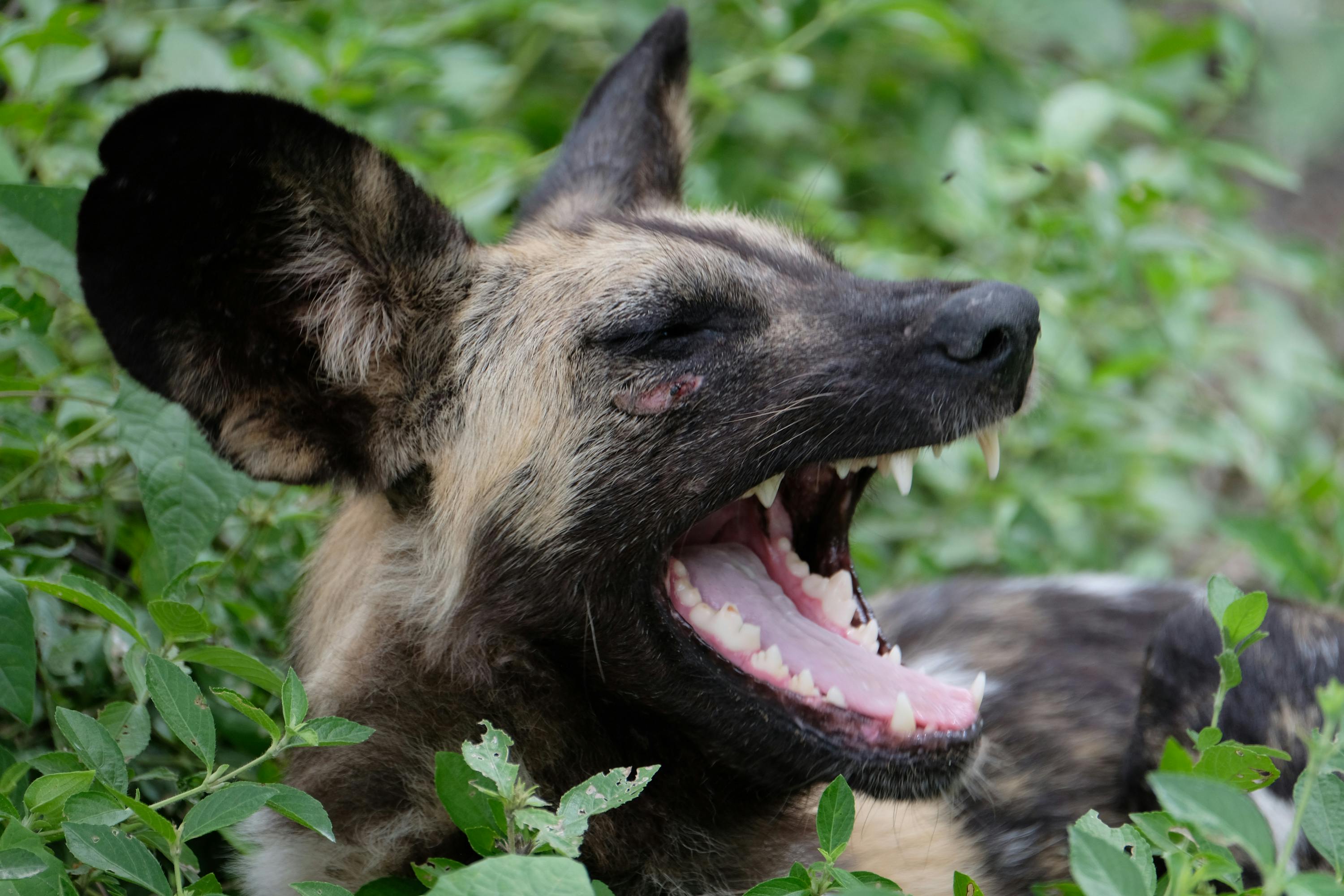 Tomer Admon: close-up of a wild dog