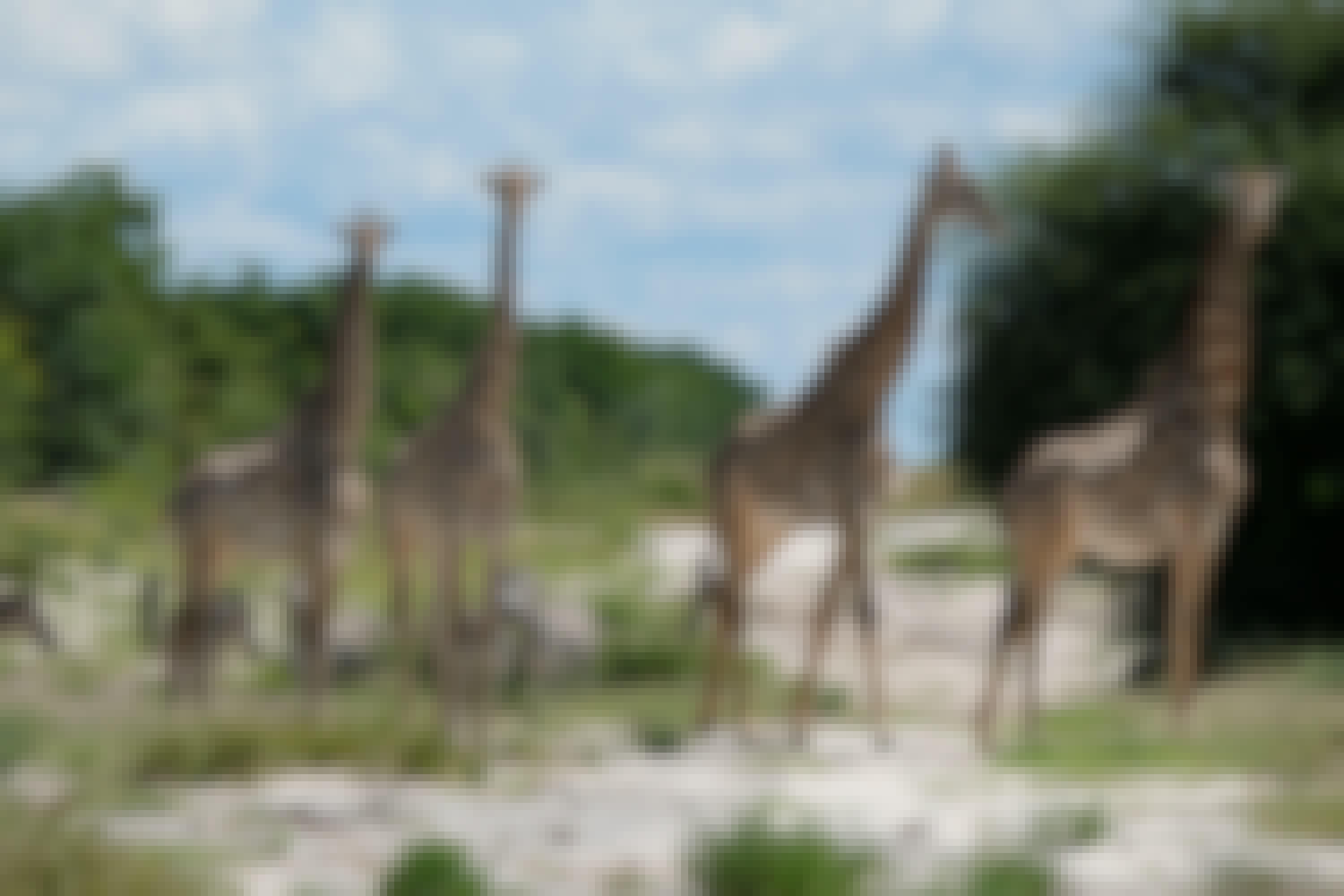 Tomer Admon: giraffes and zebras