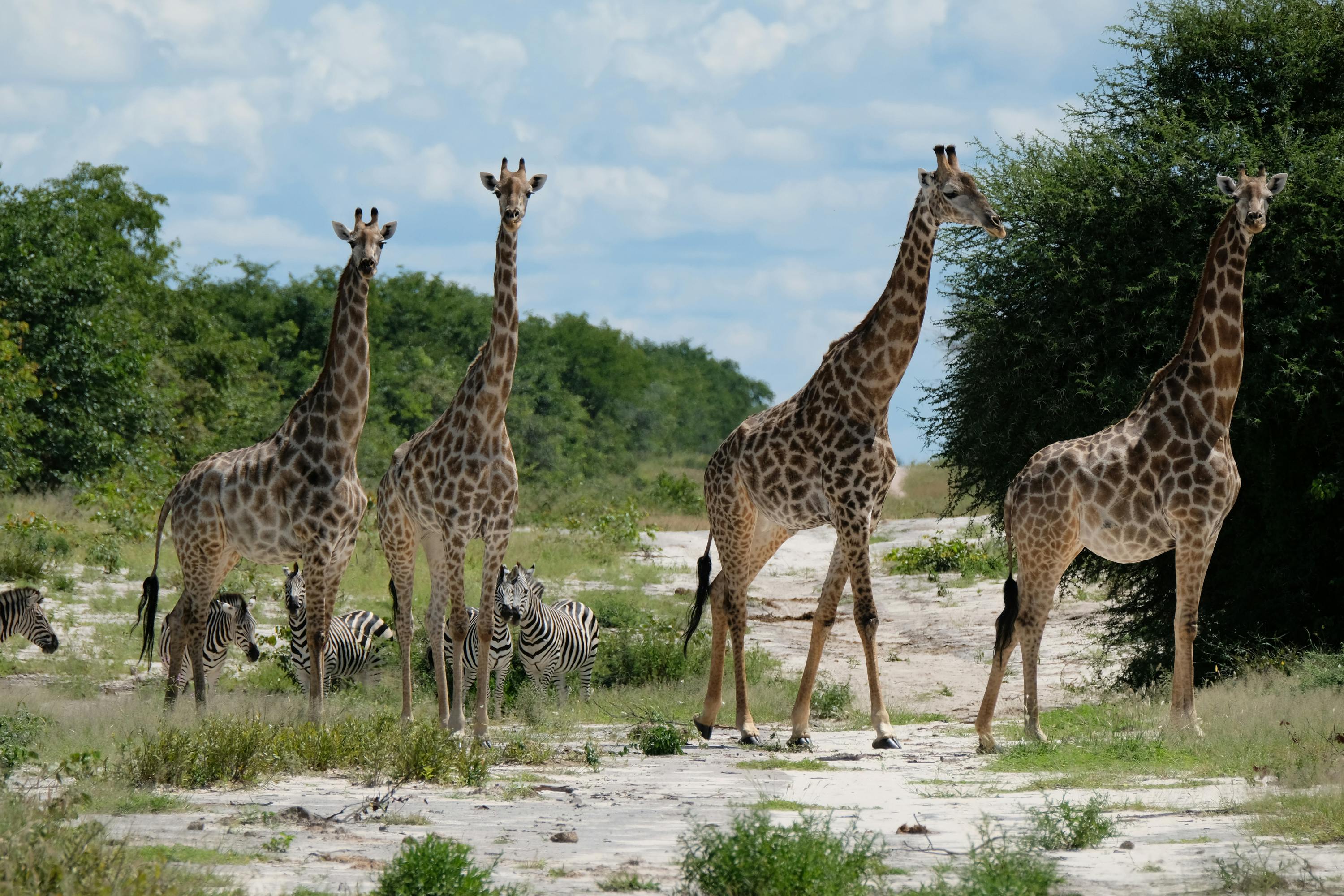 Tomer Admon: giraffes and zebras