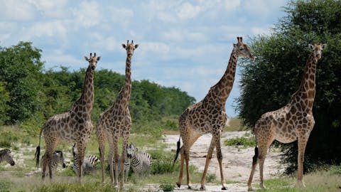 Tomer Admon: giraffes and zebras