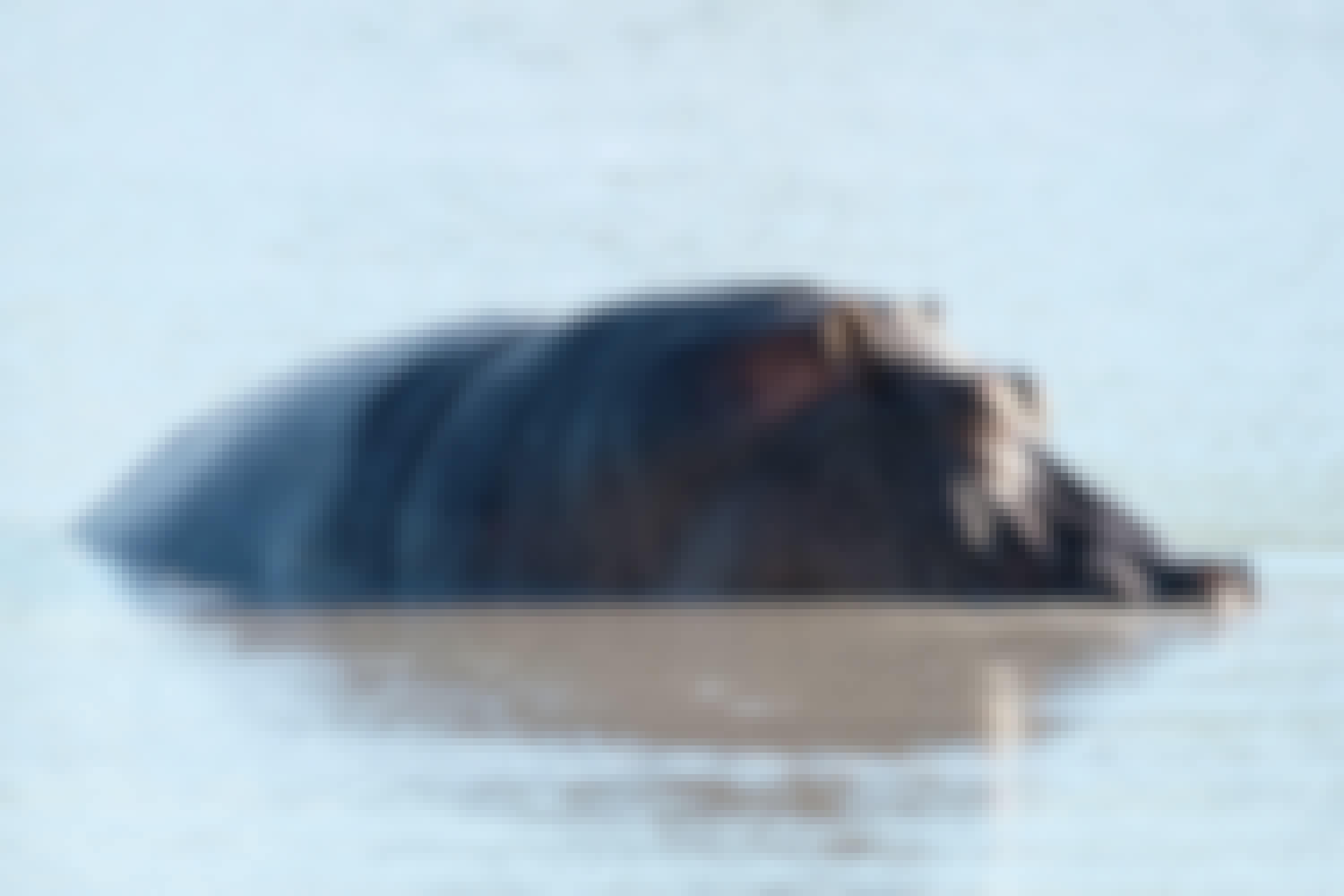 Tomer Admon: close-up of a hippo
